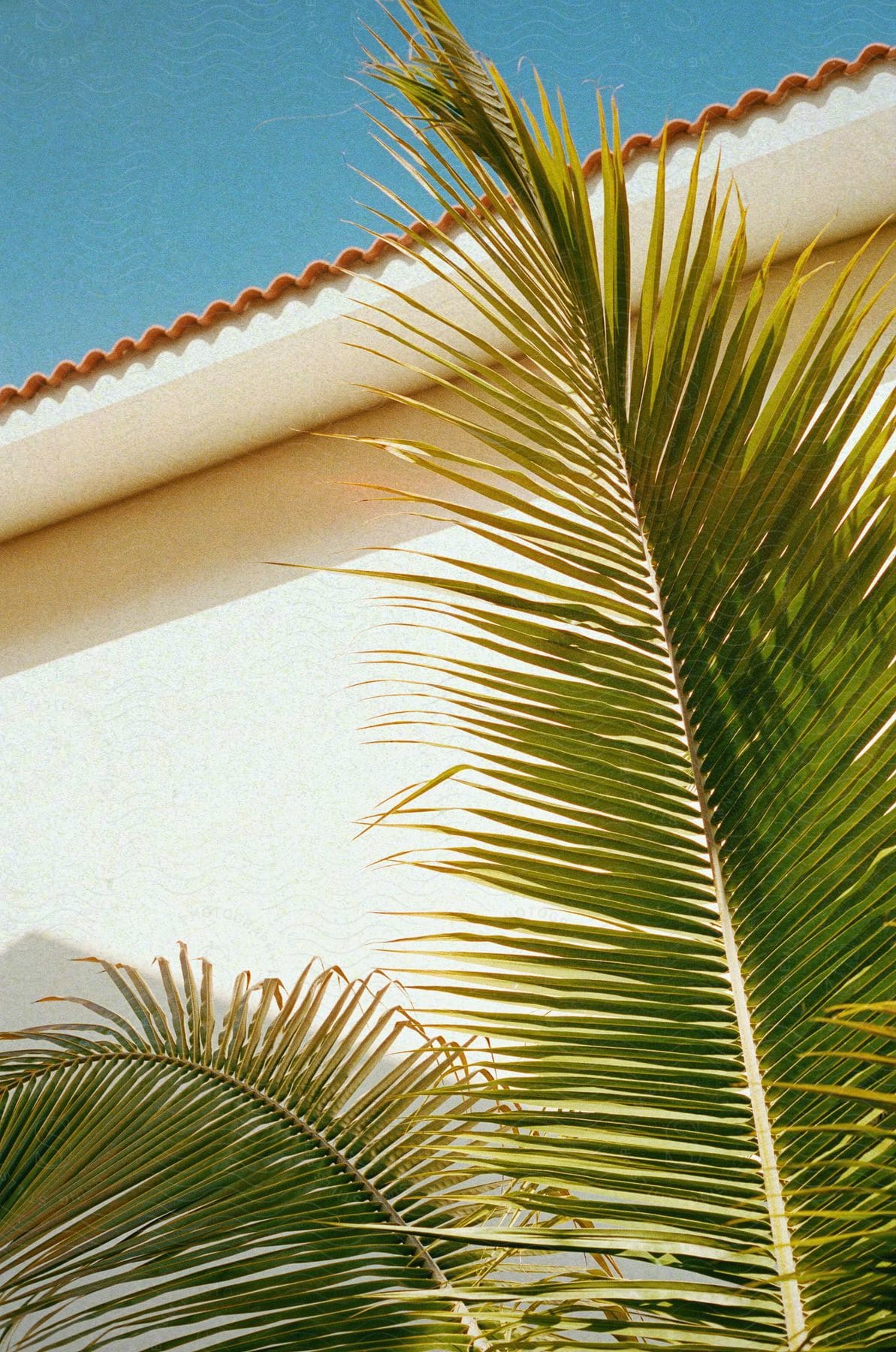 Palm leaves in the foreground with a blue sky and the edge of a traditional roof and a white wall.