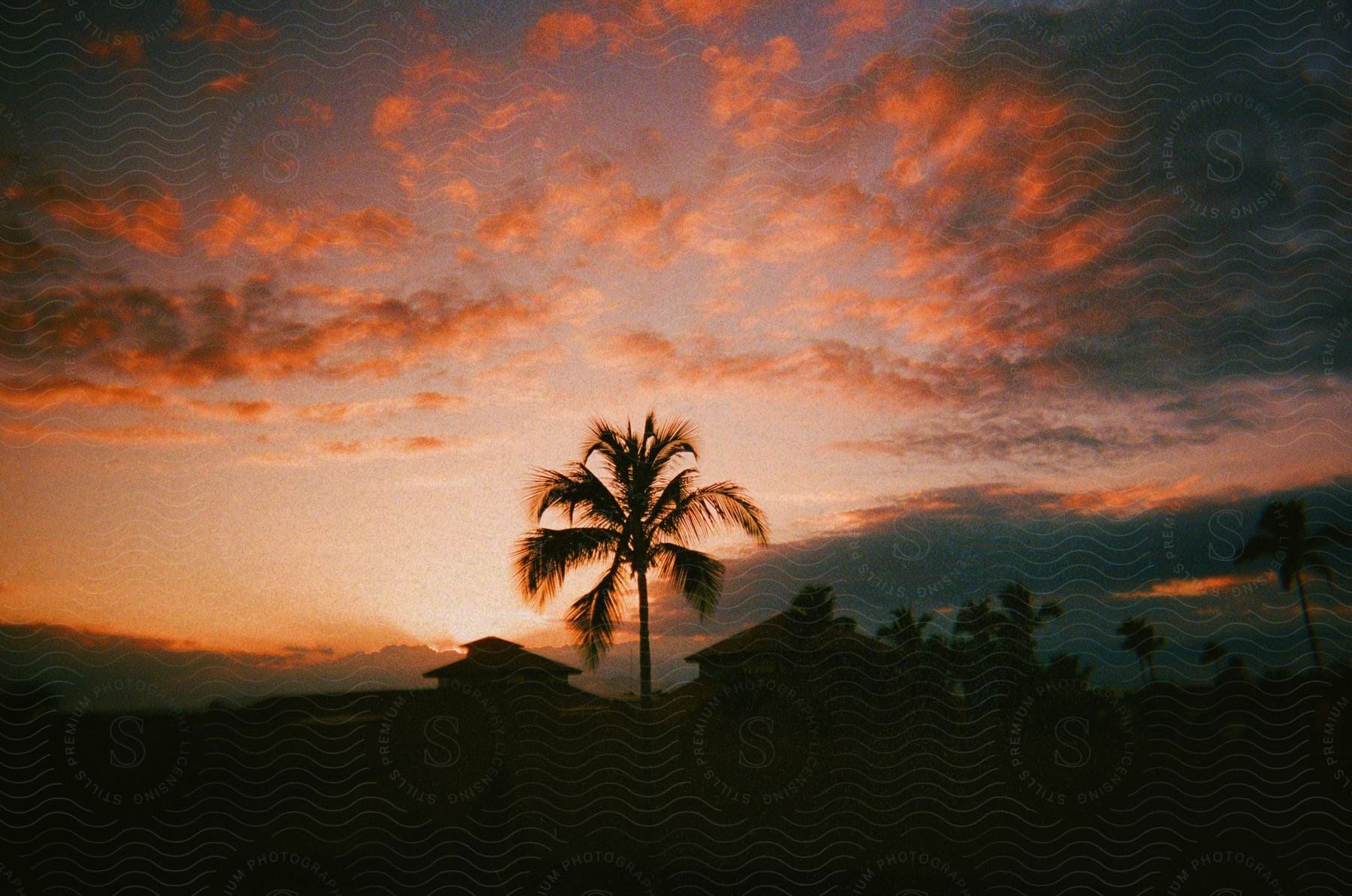 A palm tree is centered between houses and the pink and orange toned sunset.