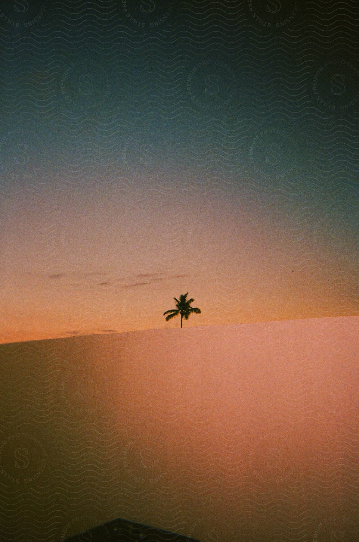 Stock photo of a lone palm tree with fronds silhouetted against a fiery desert sunset.