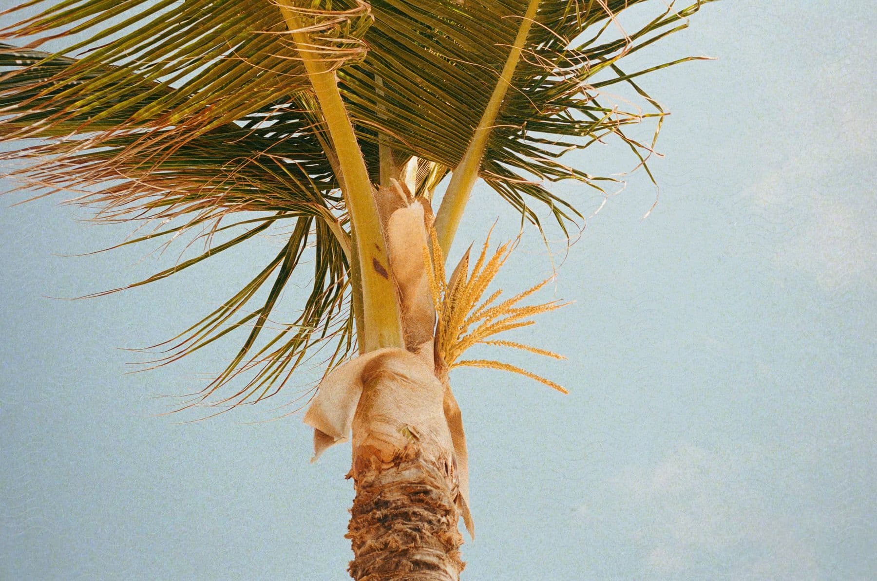 Close-up on a tropical Palm Tree against a Blue Sky