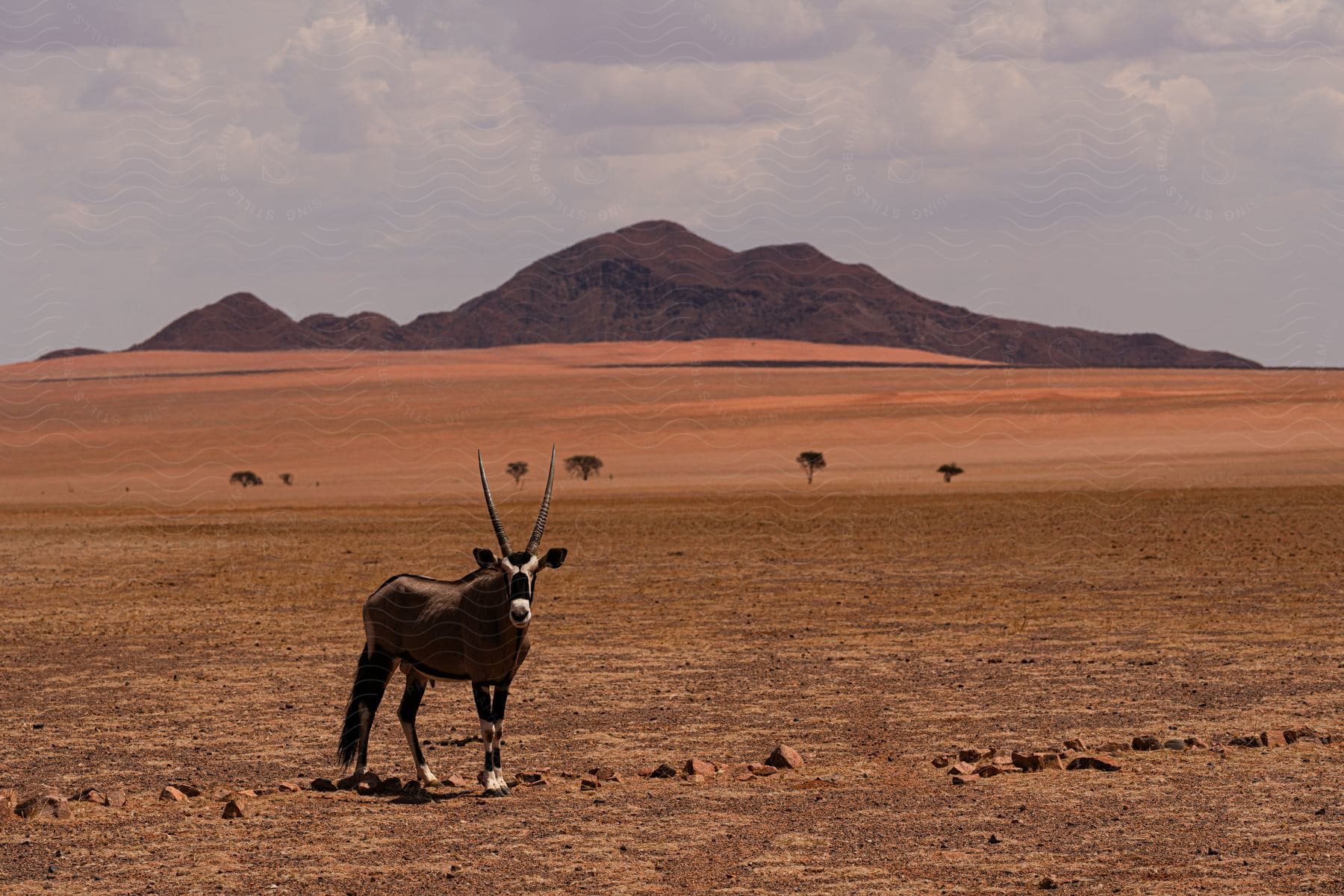 Gazelle standing in the desert with a mountain in the distance