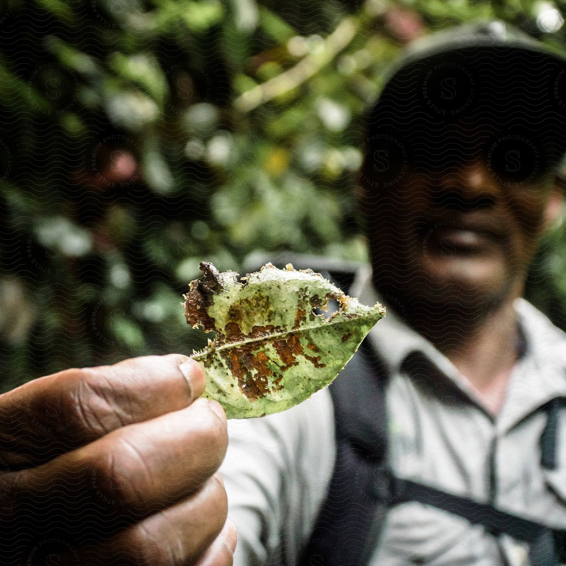 A man holding a leaf outdoors on a sunny day