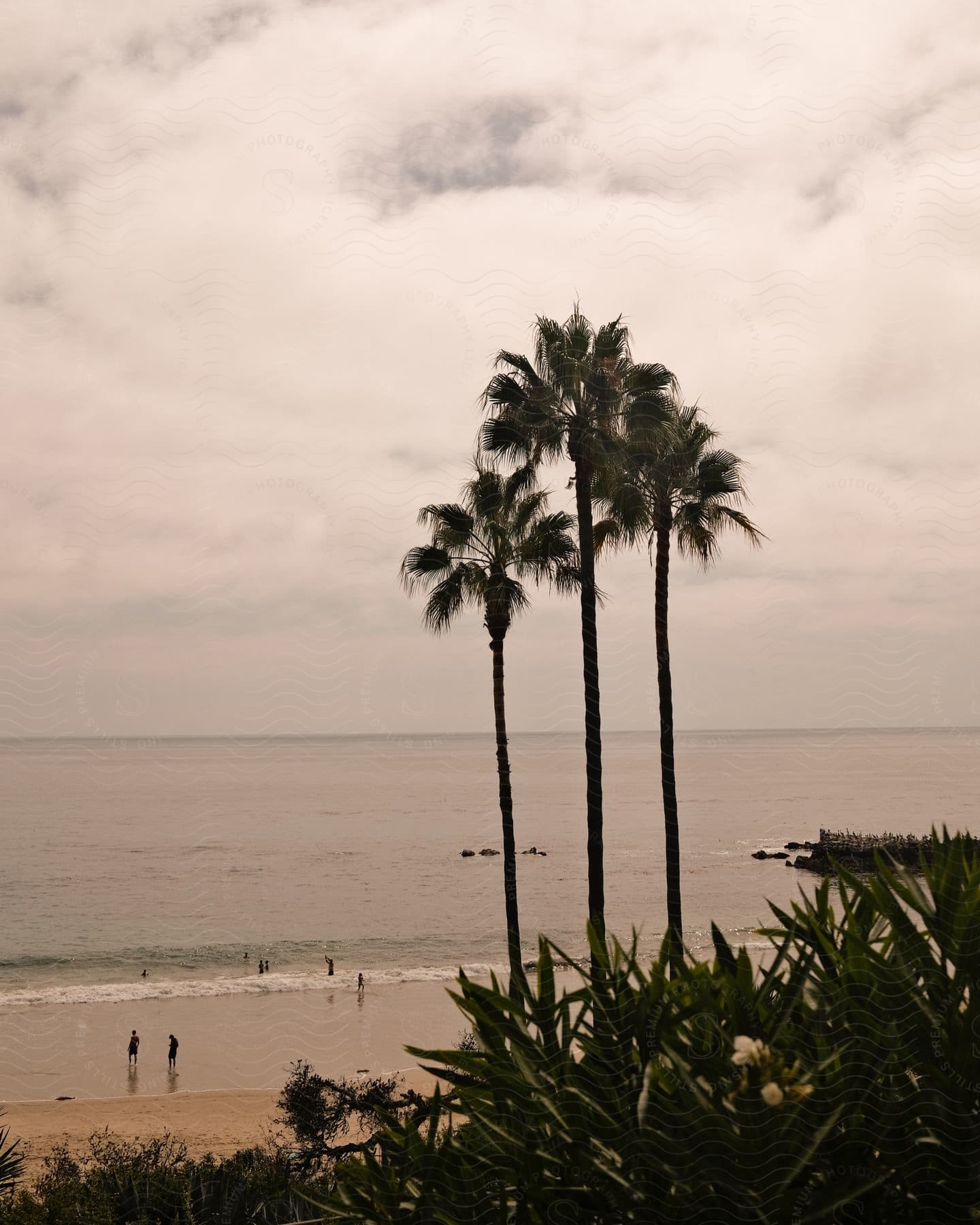 Palm trees overlook the coast as people stand on the beach and swim in the water