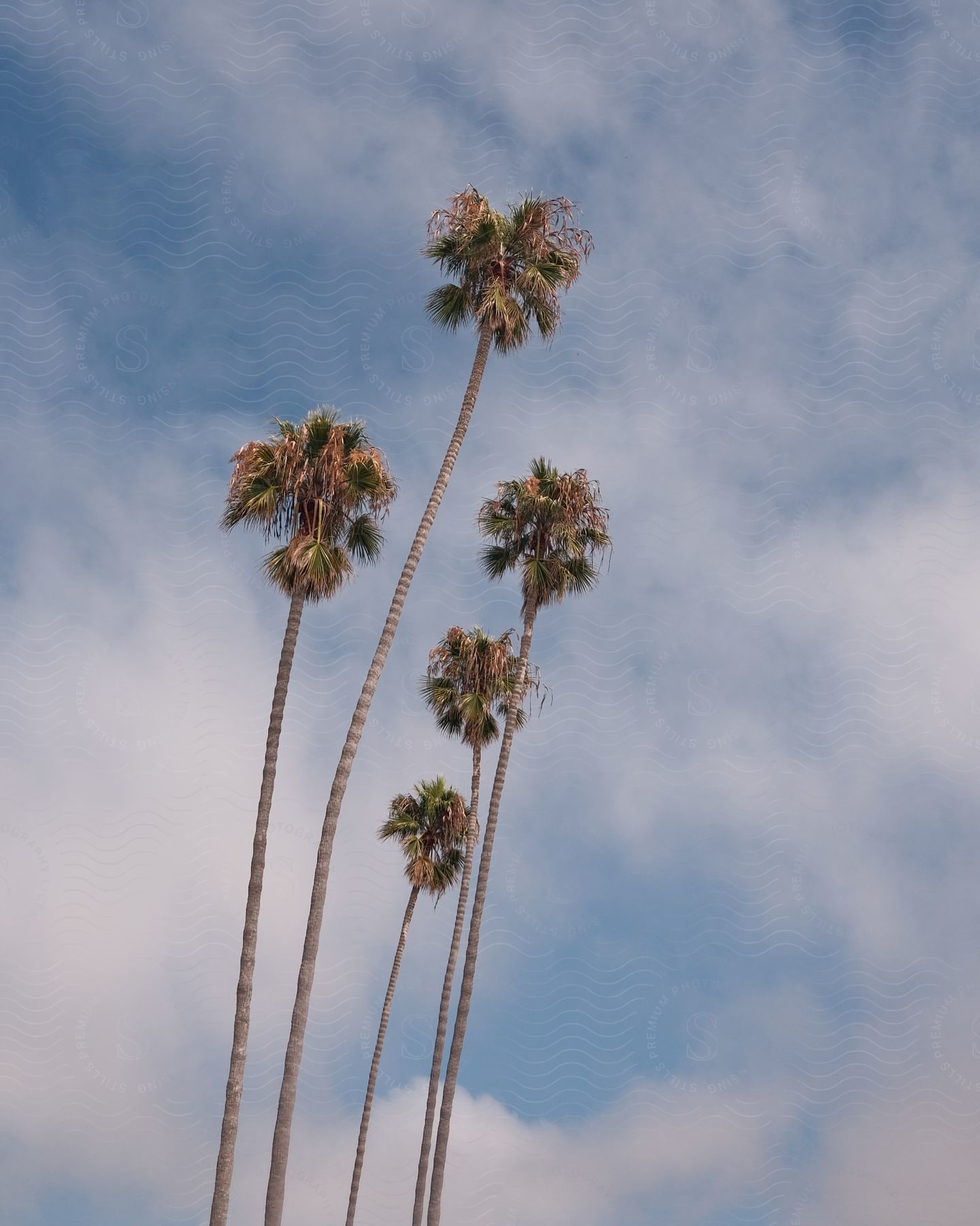 Tall palm trees against blue sky with wispy clouds.