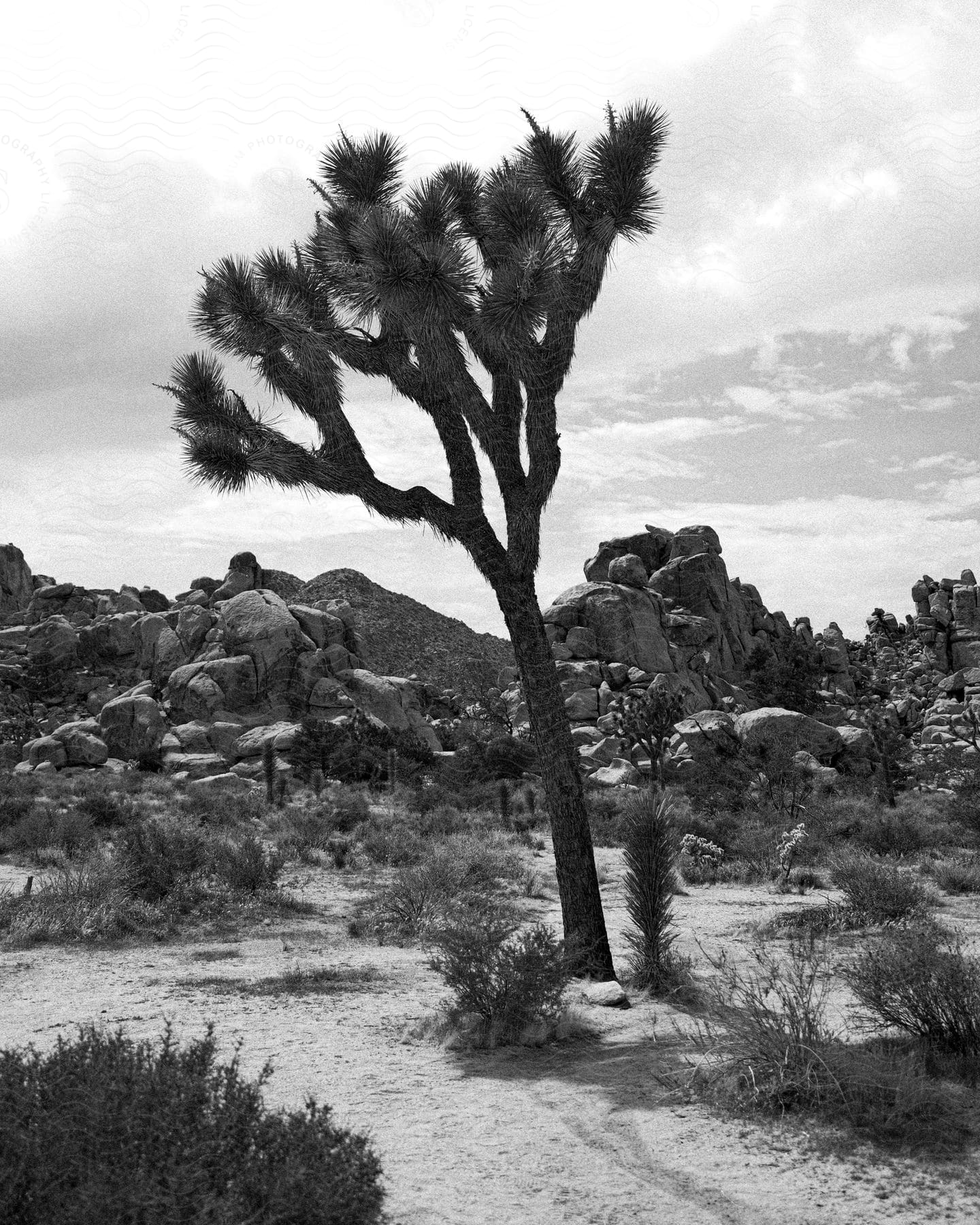 A Yucca brevifolia stands out on rocky desert terrain under a cloudy sky.