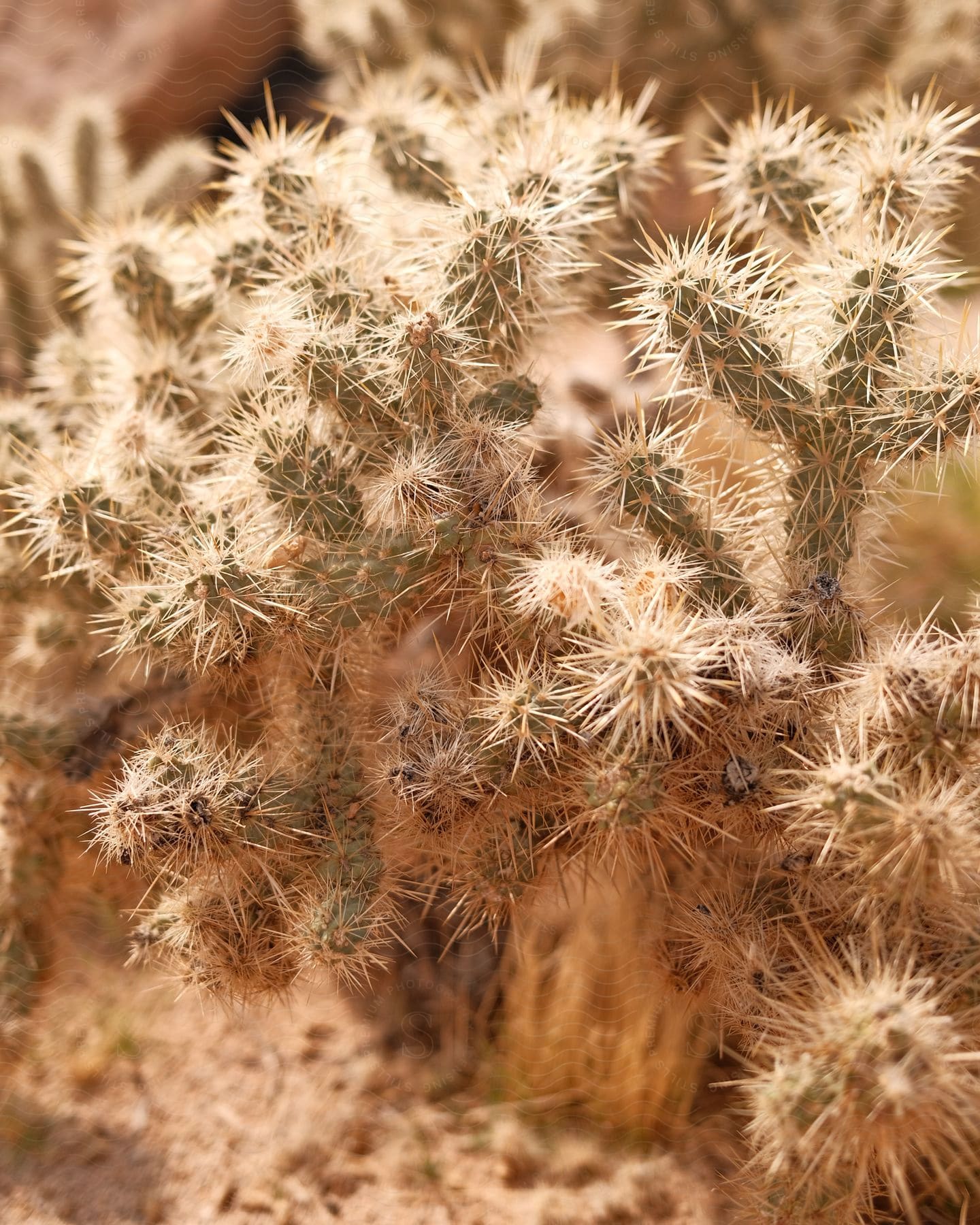 Close-up of a cactus with many sharp spines.