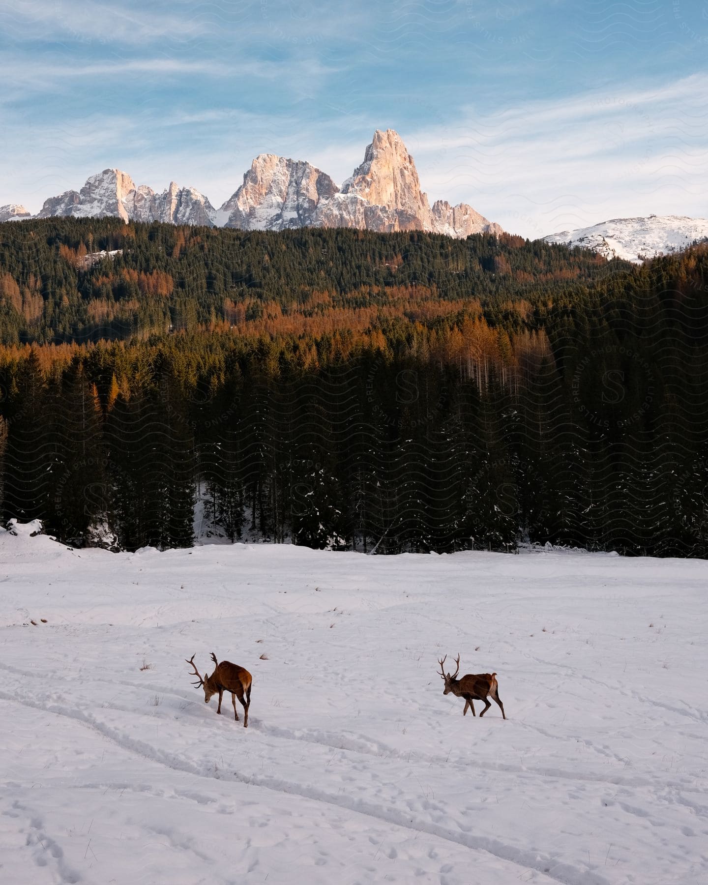 Natural landscape with two deer walking in snow-covered terrain and a coniferous forest in the background in the mountains