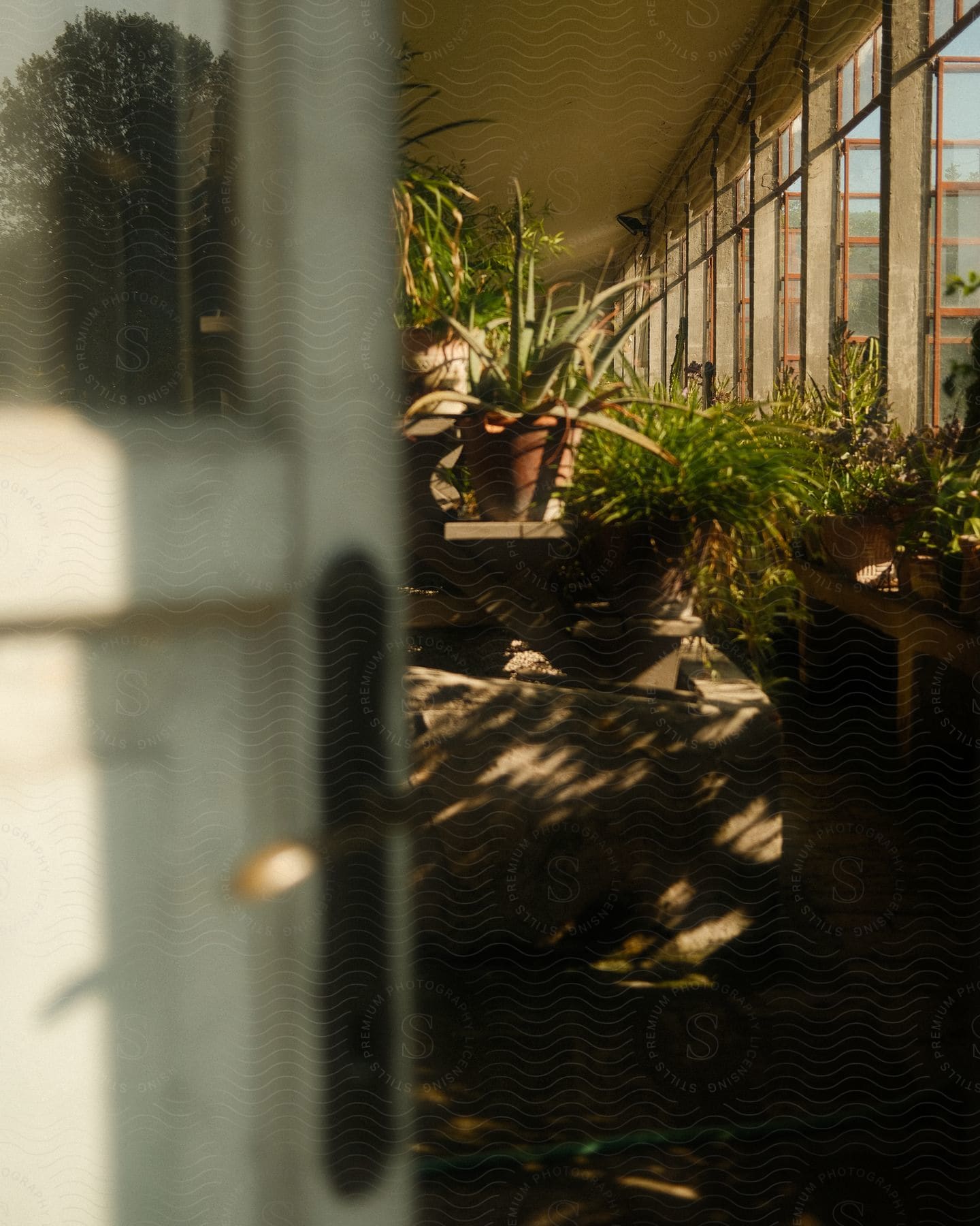 A group of plants are stacked on shelves in a long, narrow greenhouse.