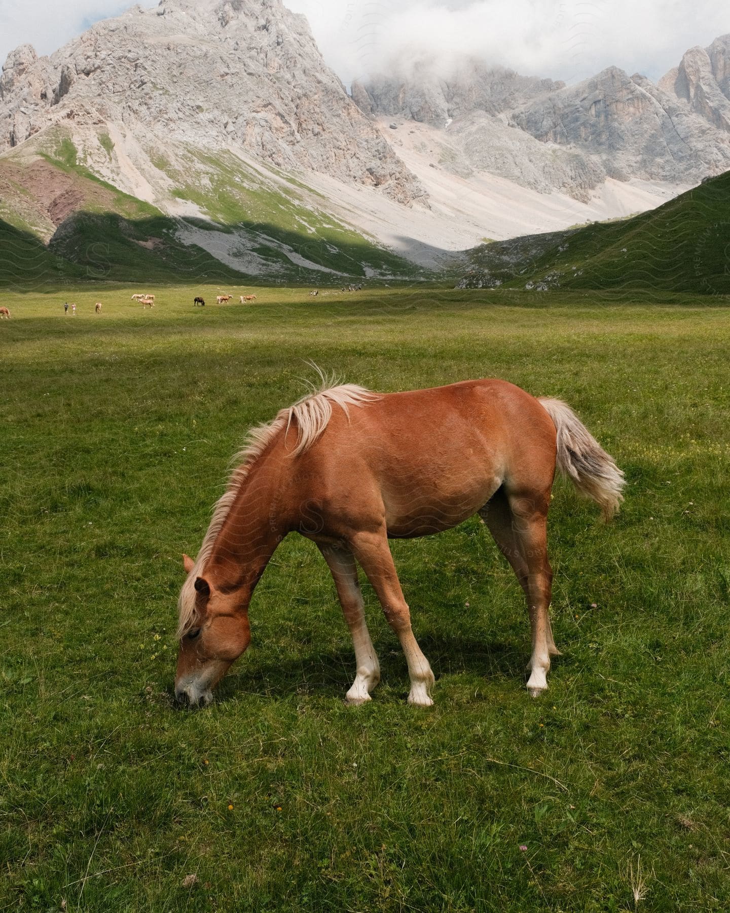 An image of a horse grazing on the field