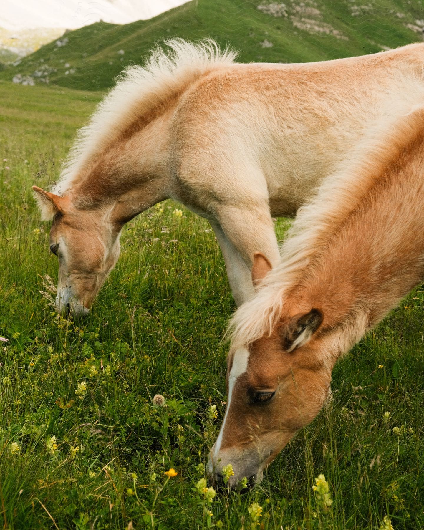 Two Horses With White Coats Are Grazing And Eating Grass Side By Side In A Field