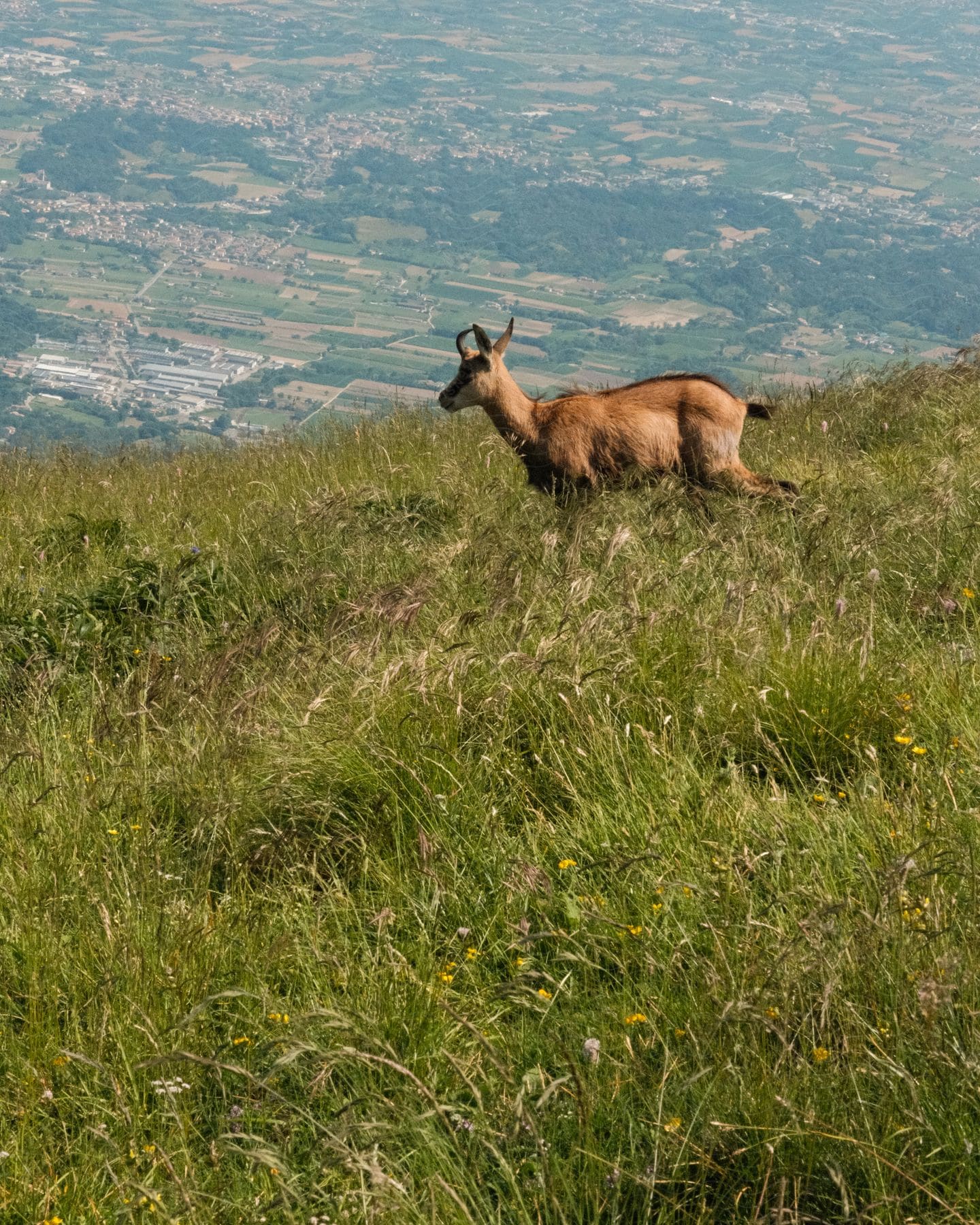 A seregeti grazing on the hills