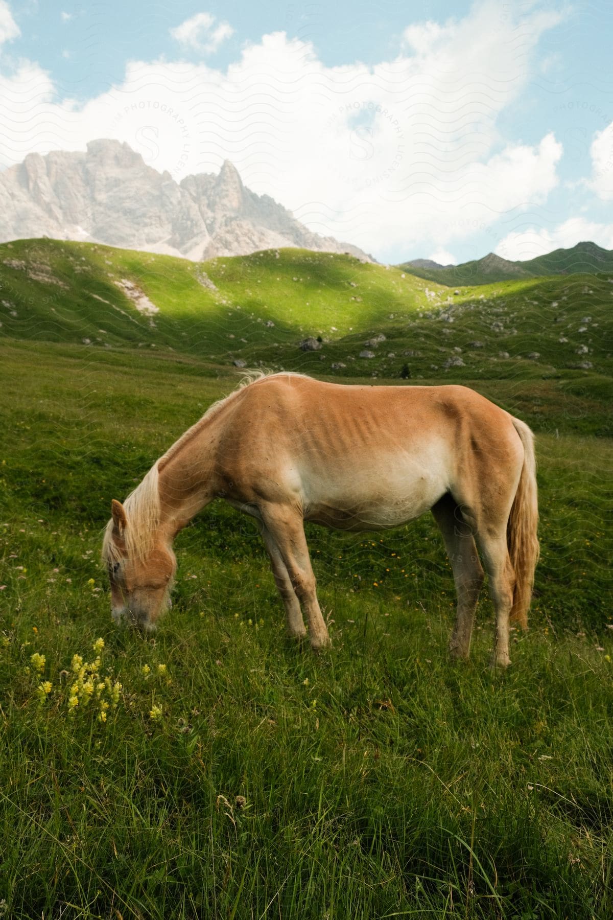 A horse grazes in a meadow in front of hills and mountains.