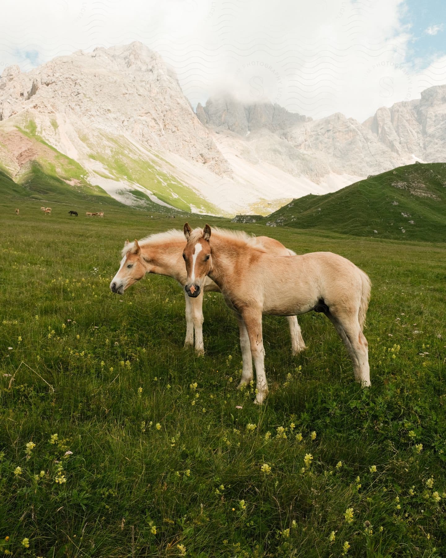 Tan horsed grazing on lush green grass with mountains behind