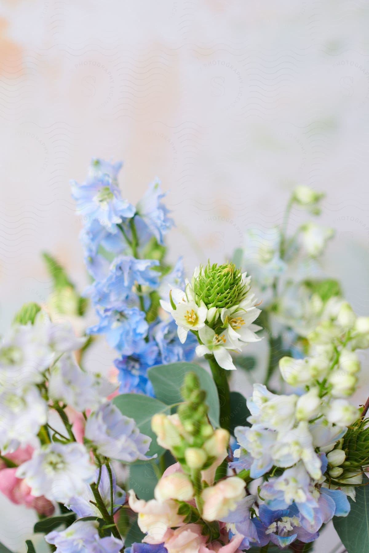 Close-up on a bouquet of flowers of different species against a white blurred background