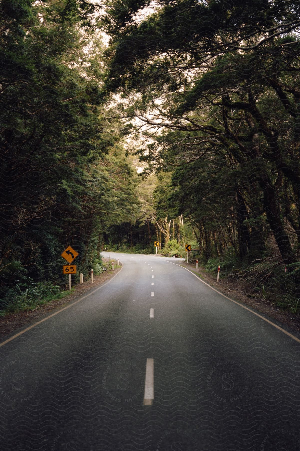 An asphalt street with a white stripe in the middle and an orange sign on the sides amidst trees