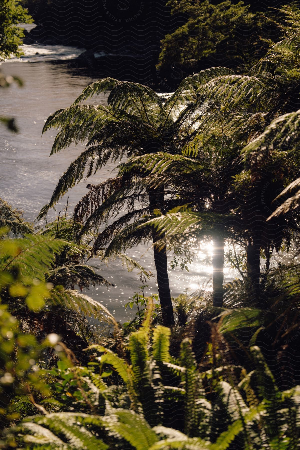 A clip of a tropical area