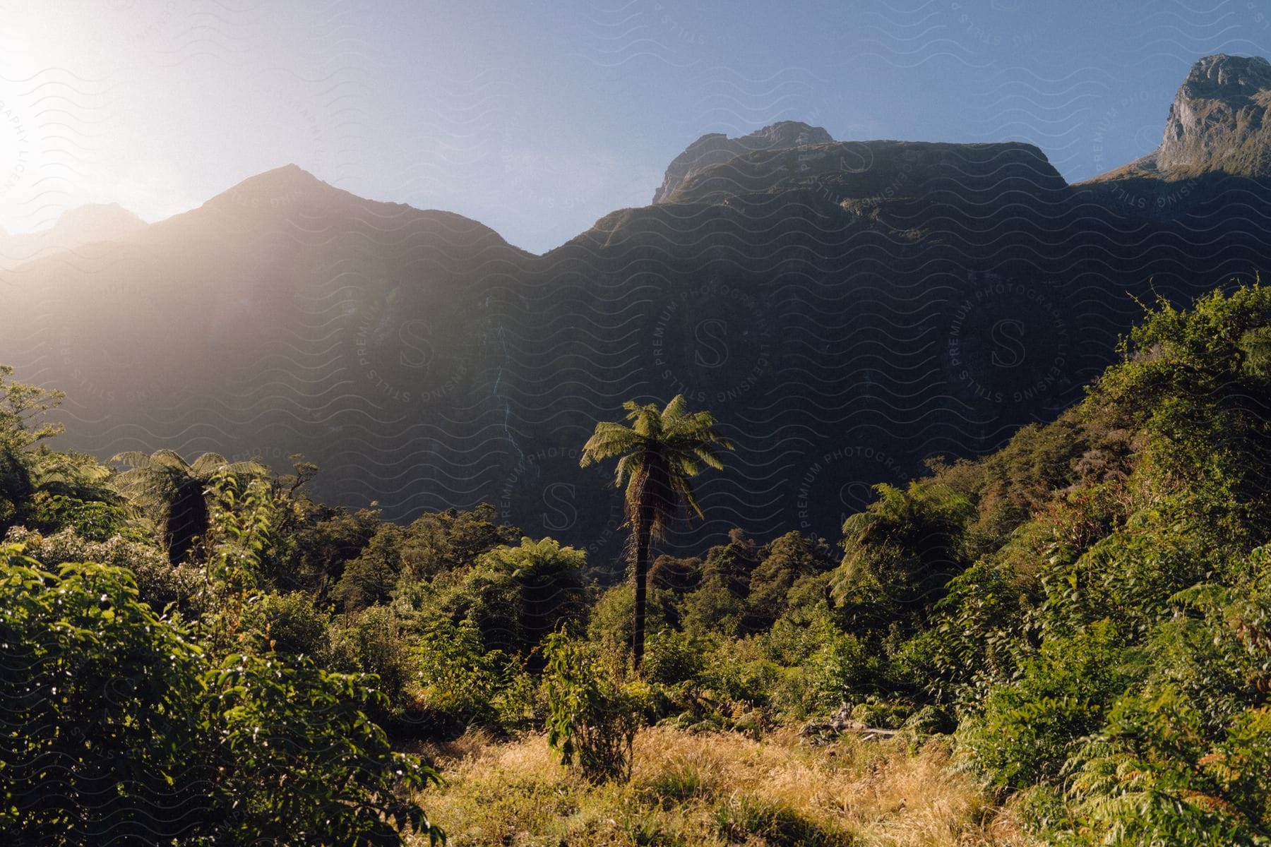 Natural landscape with mountains and dense vegetation with a tall palm tree.