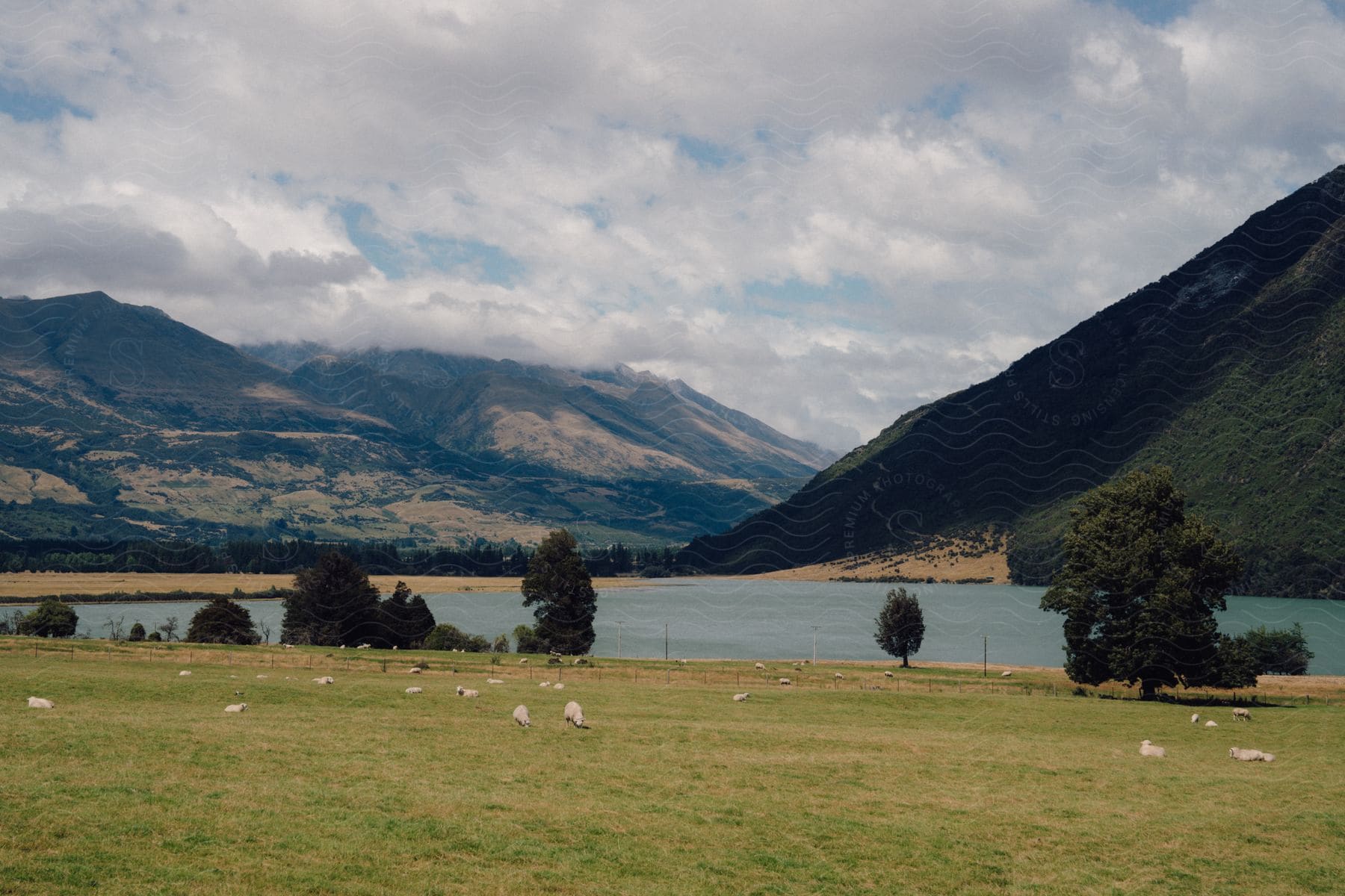 Sheep grazing in a green field with a backdrop of mountains and a lake under a cloudy sky.
