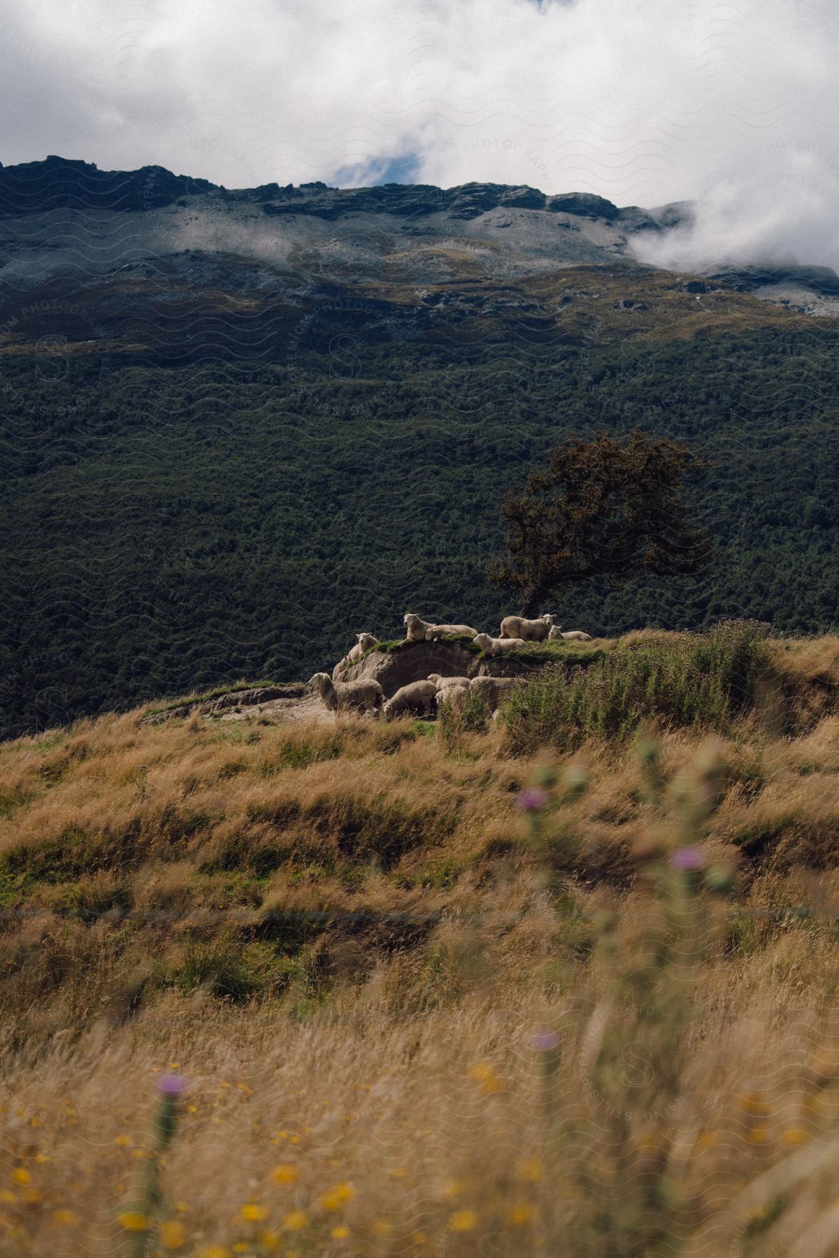 Sheep on a hill overlooking wooded mountains.