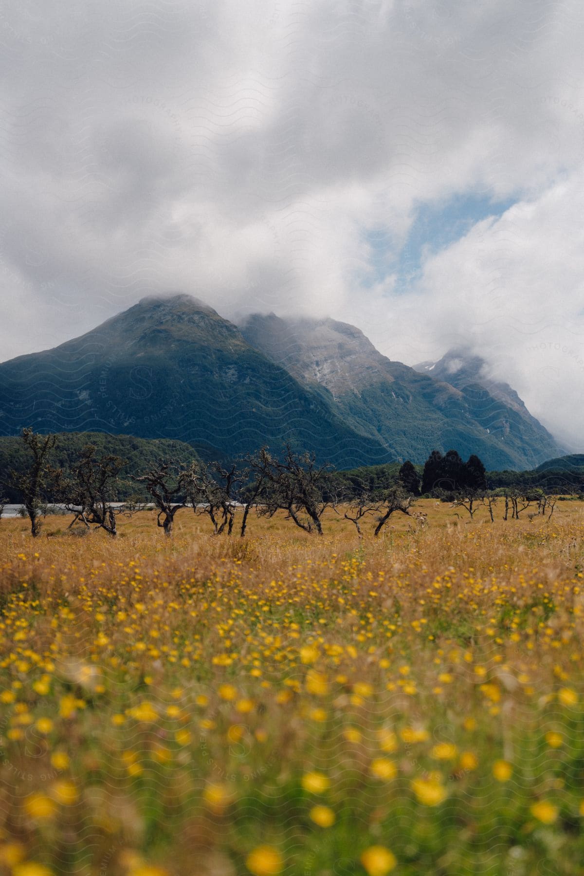 A meadow of yellow wildflowers sits in front of a mountain range on a cloudy day.