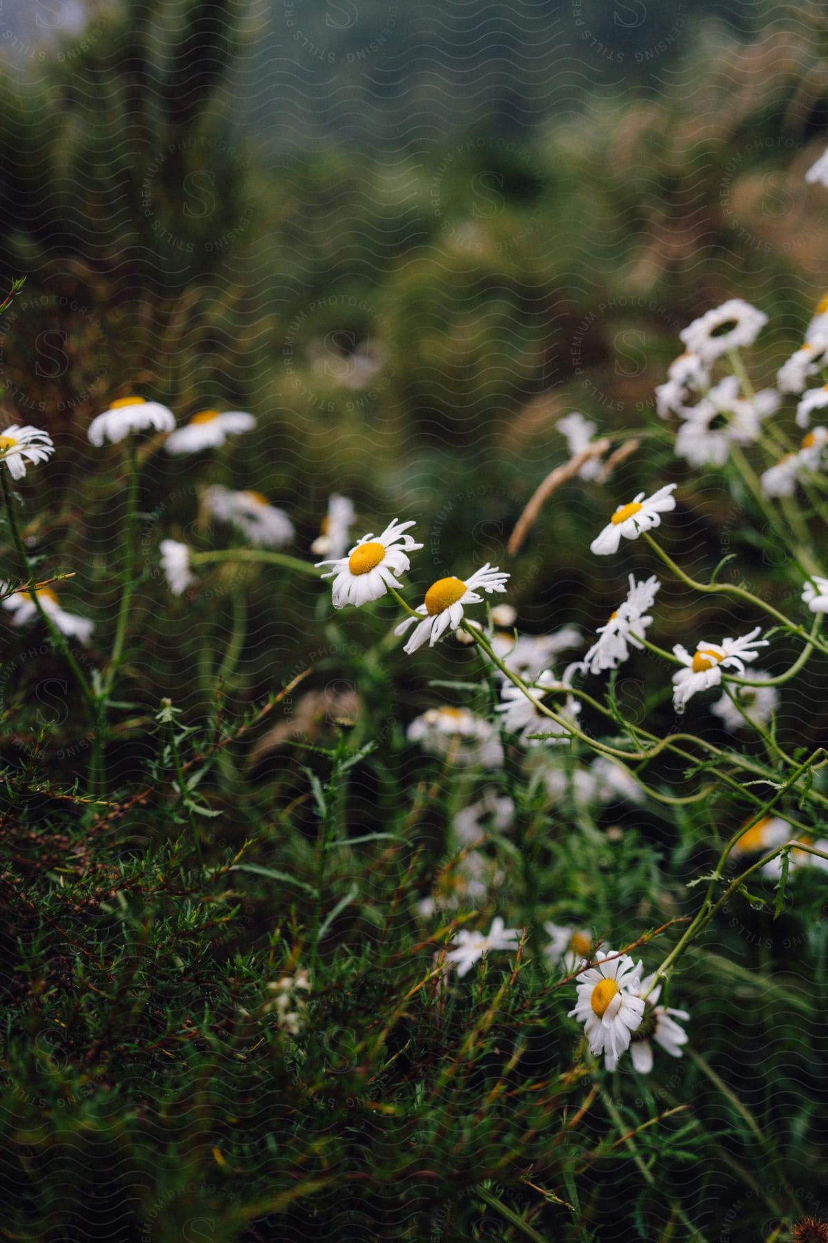 Stock photo of wild daisies in bloom among green vegetation
