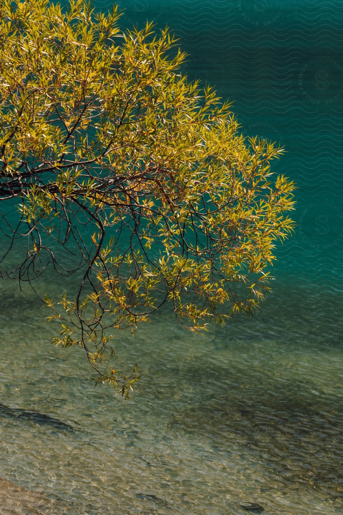 An image of a tree by the river bank