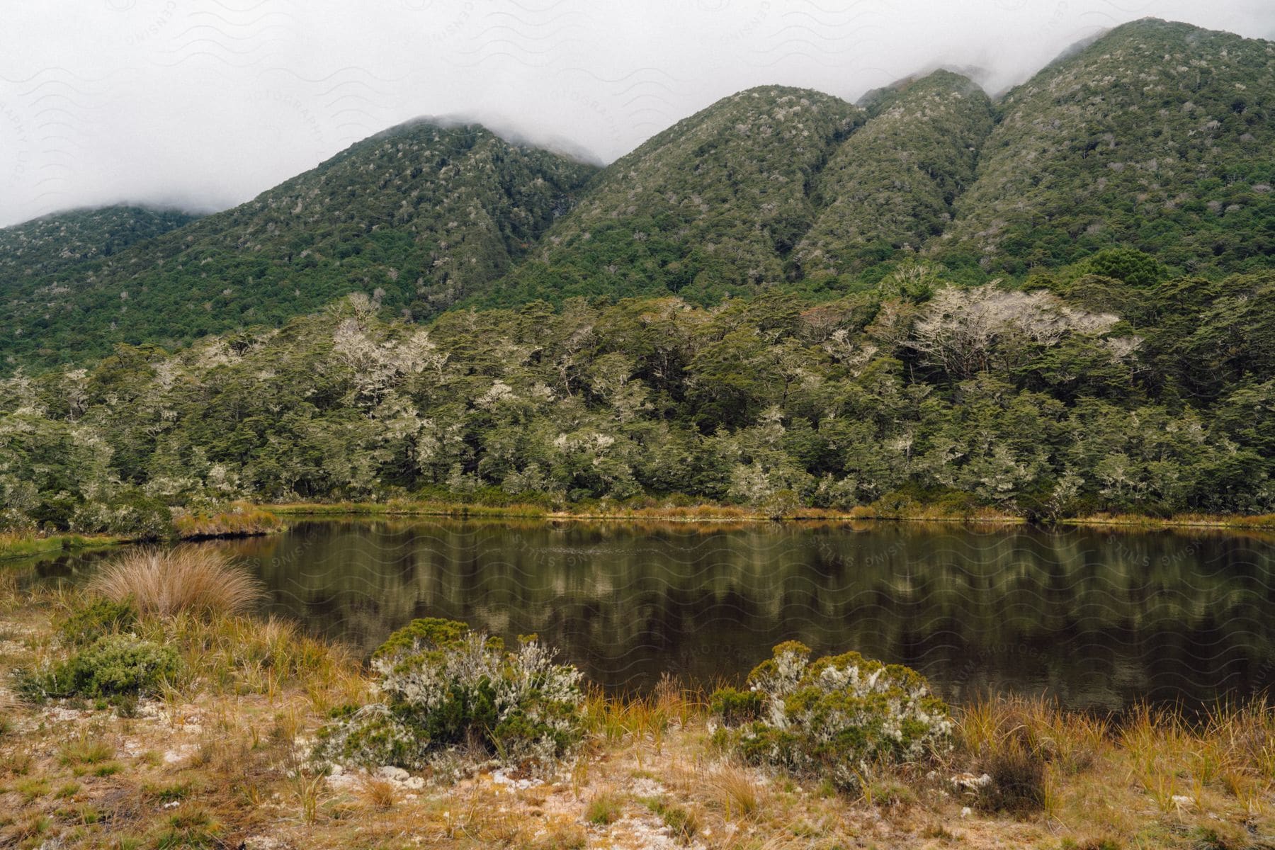 A small lake of still water is reflecting the surrounding vegetation