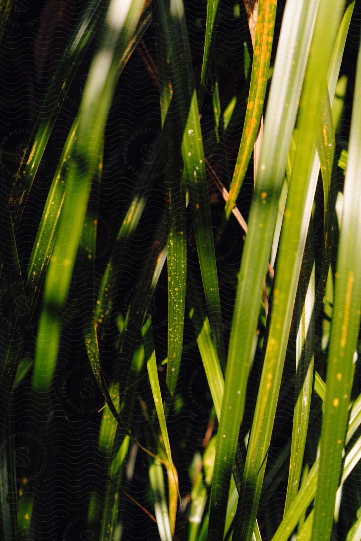 A close up of some grass blades on a sunny day