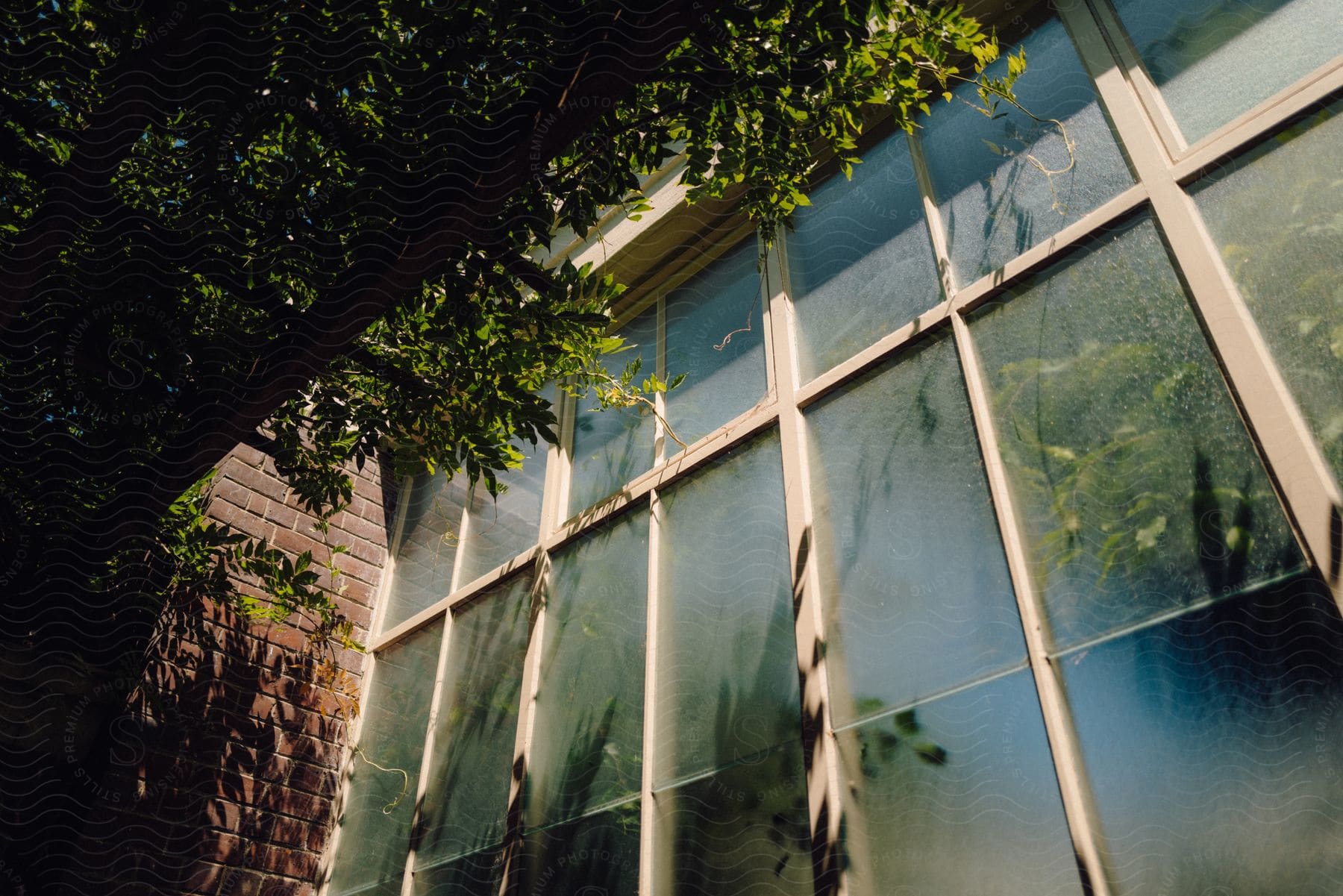 A large glass window wall that is fogged up and outside is a tree shading the wall