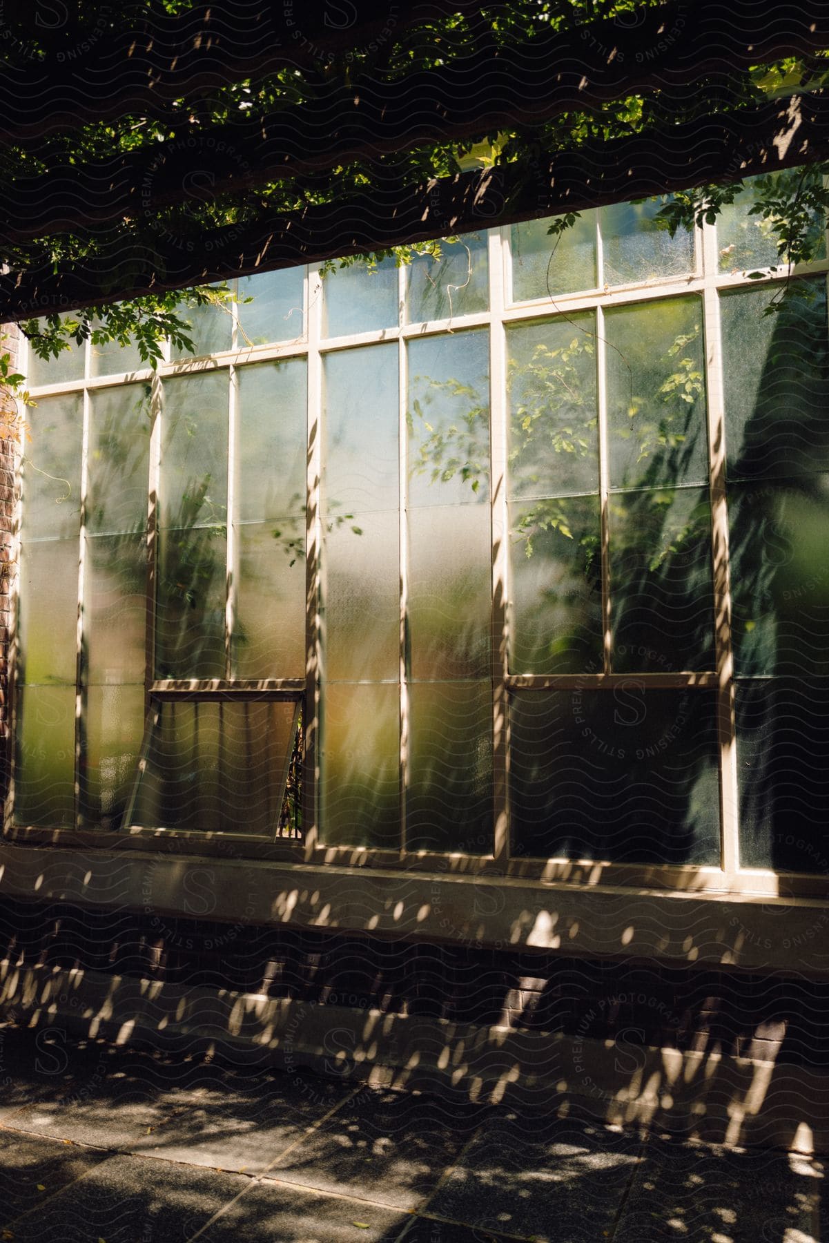 Window with texture of greenish plants in a garden