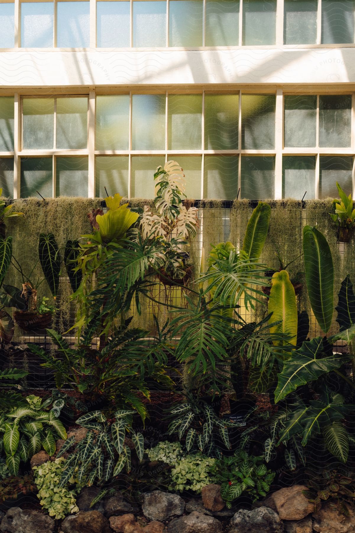 Stock photo of greenhouse with greenish plants of different species on top of rocks and the reflection of natural sunlight