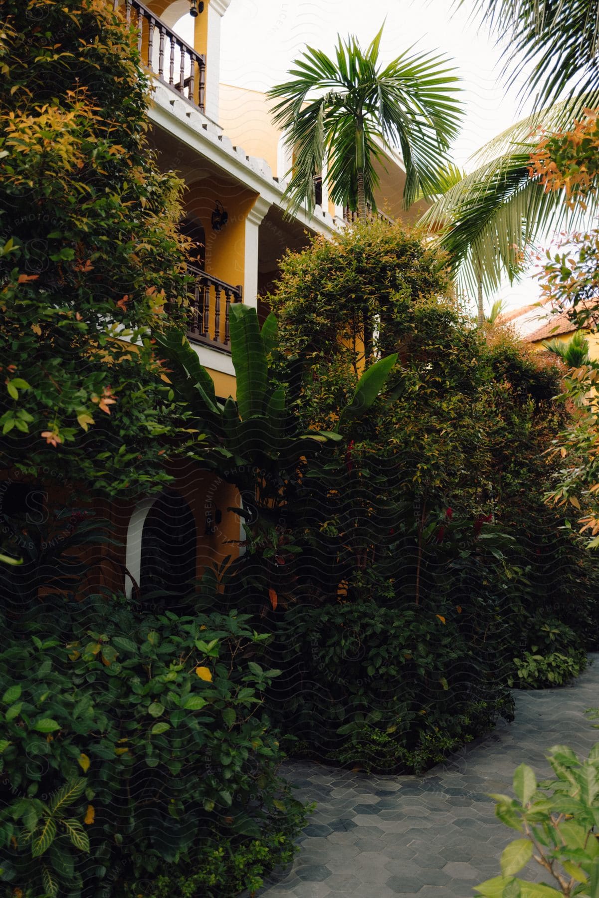 Gray stone path in a place with a variety of green plants and the yellow facade of a building with balconies.