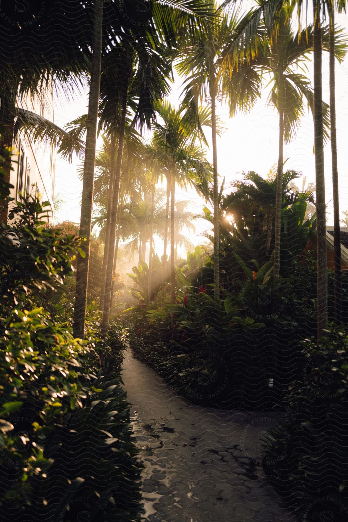 A pathway leads into a garden filled with plants and palm trees beside a building during the daytime.