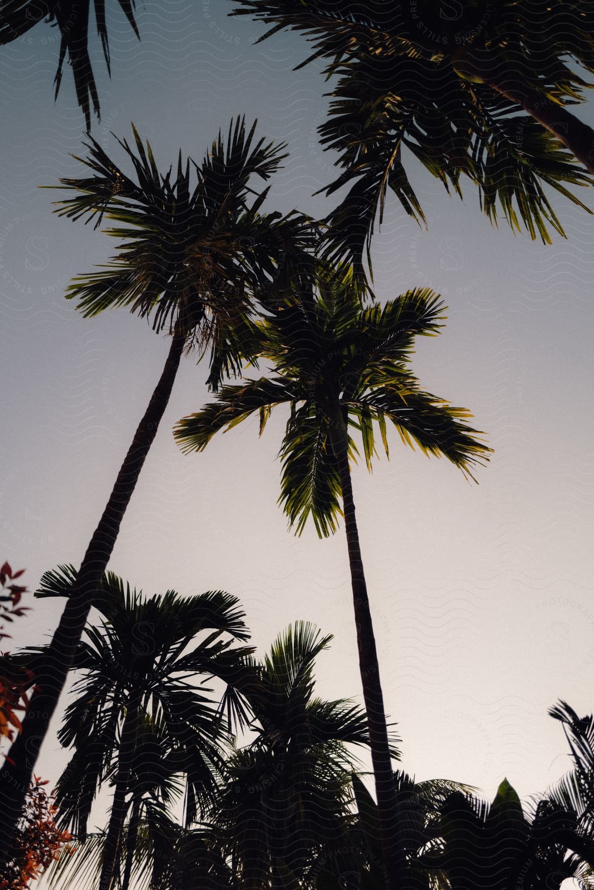 Palm trees viewed from below.