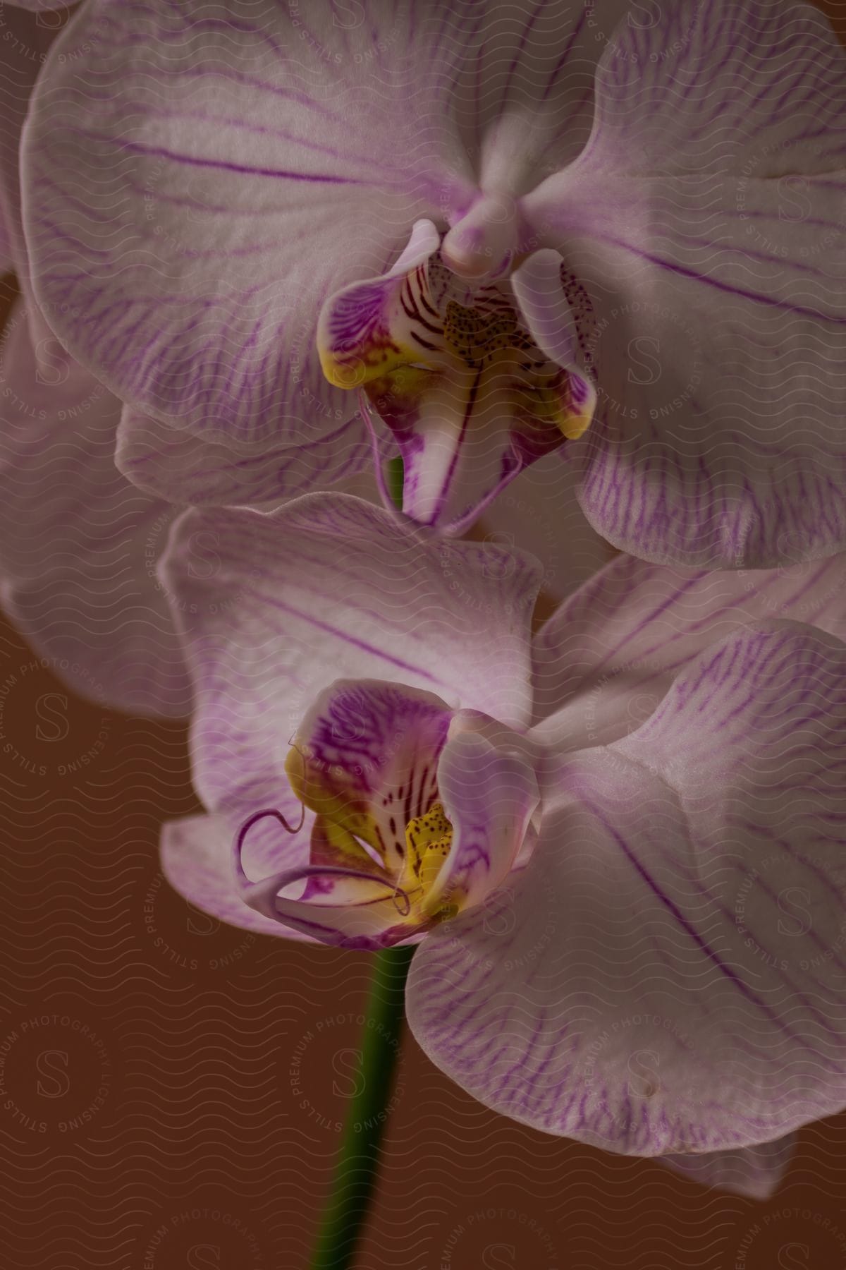 Close up of bright pink and white blooming orchids