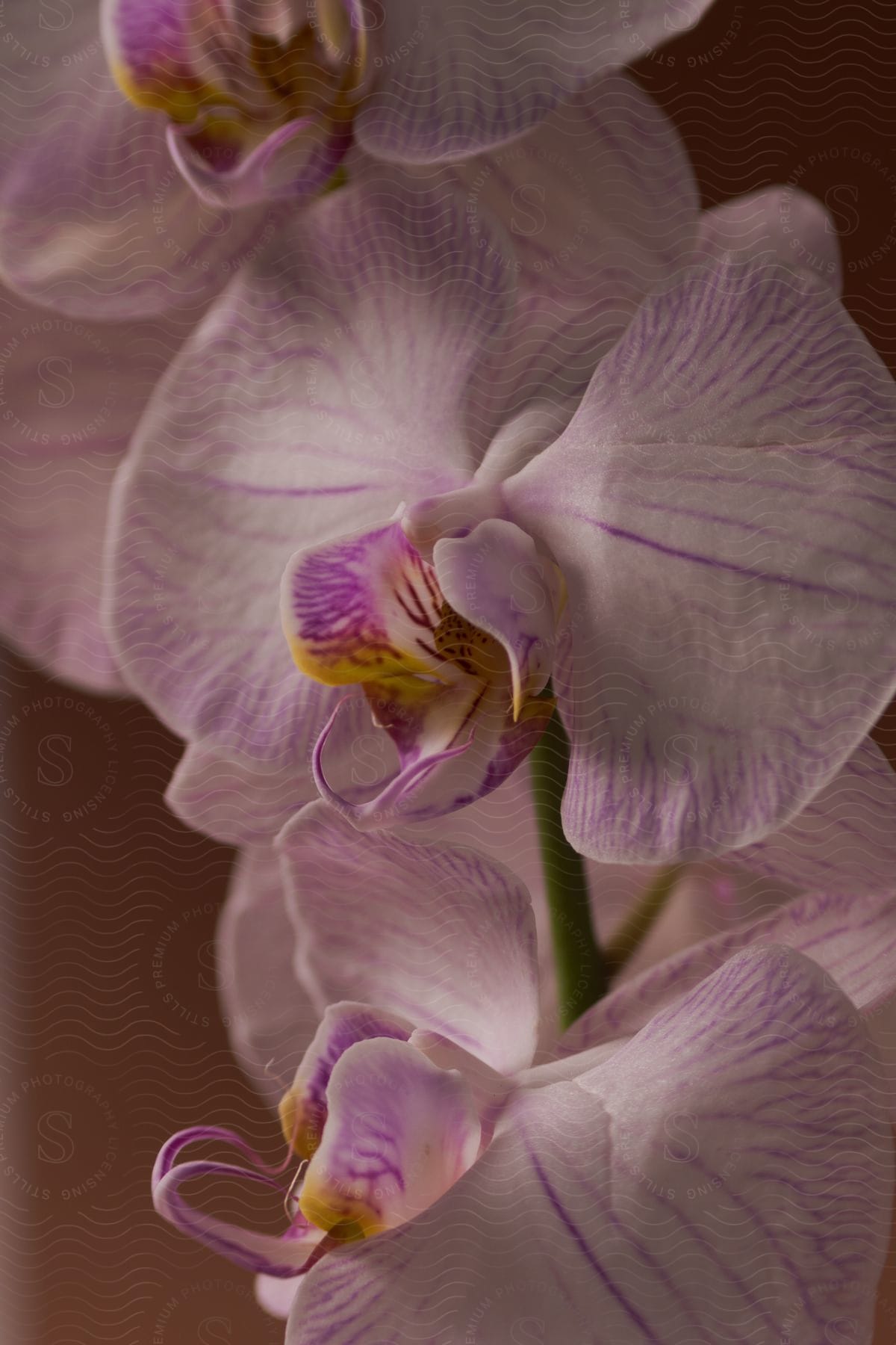 a close-up of a purple and white orchid flower with a yellow center.