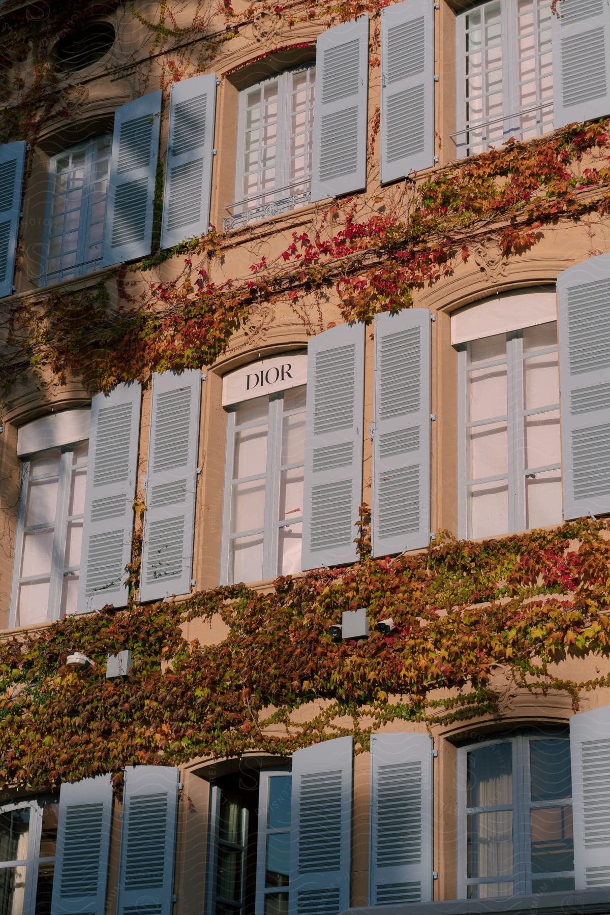 A selection of windows with groth on them