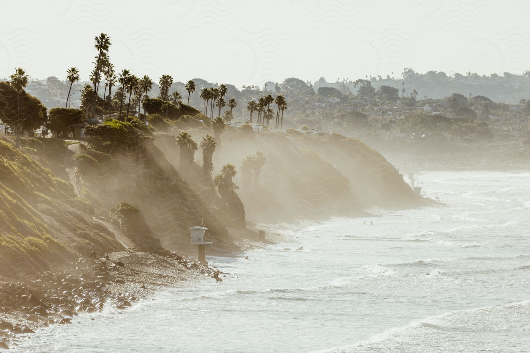 Palm trees on a bank along the coast as waves roll in