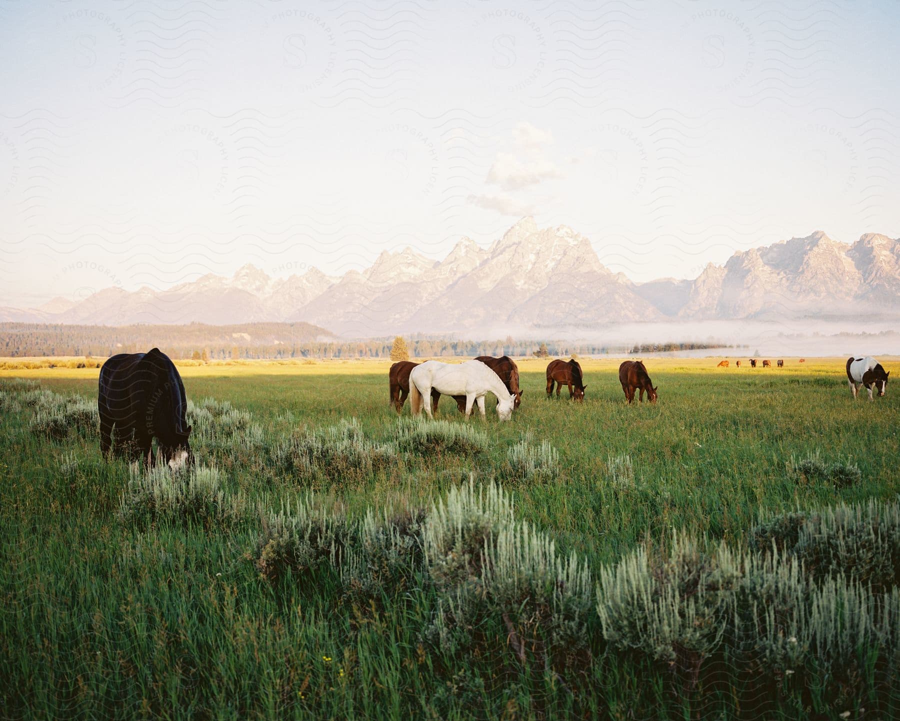 White and brown horses in a pasture feeding and in the background mountain ranges