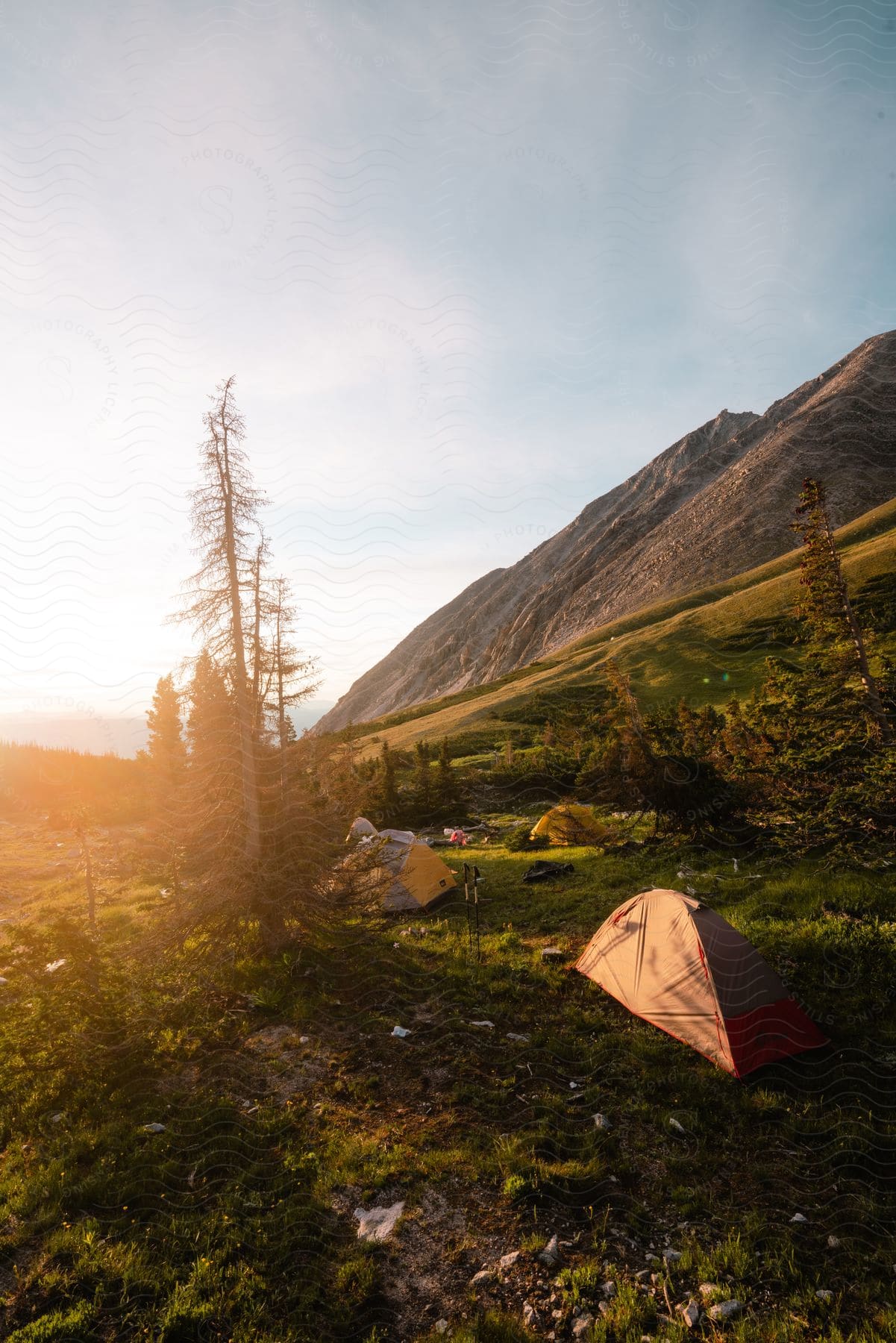 Camping tents on mountain slope in morning light, barren tree and grassy terrain.