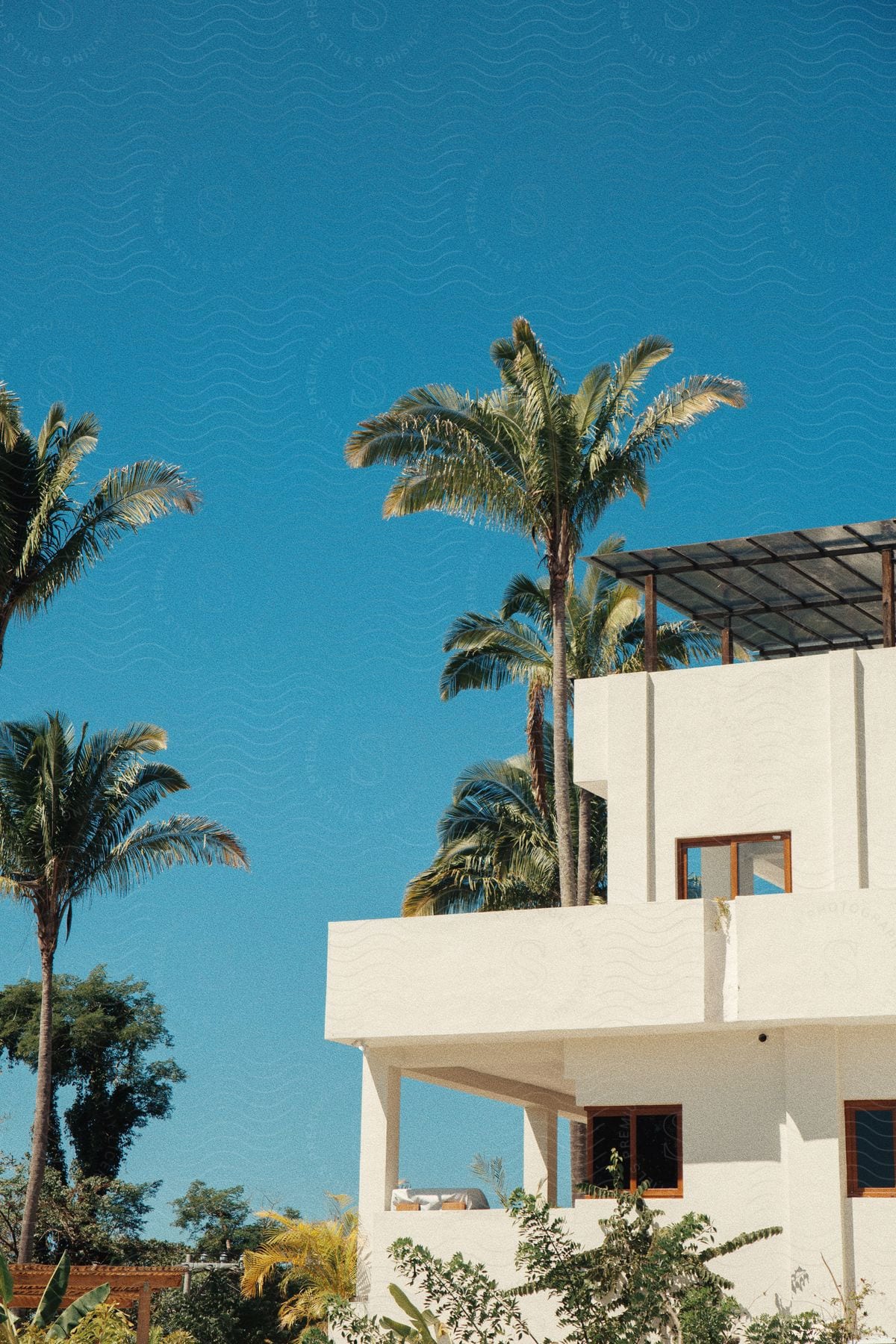 Stock photo of several tall palm trees standing near a white house in the countryside