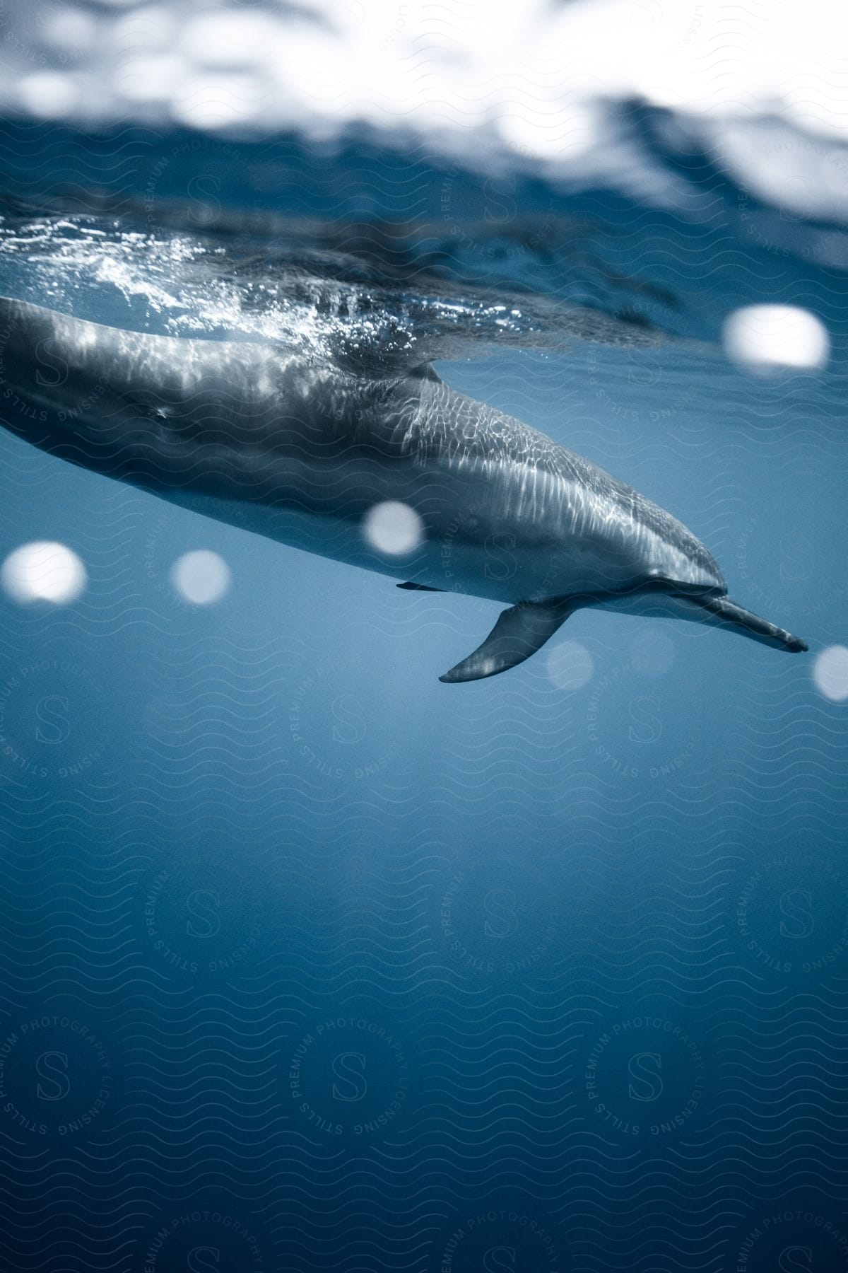 A  dolphin is swimming underwater in the ocean.