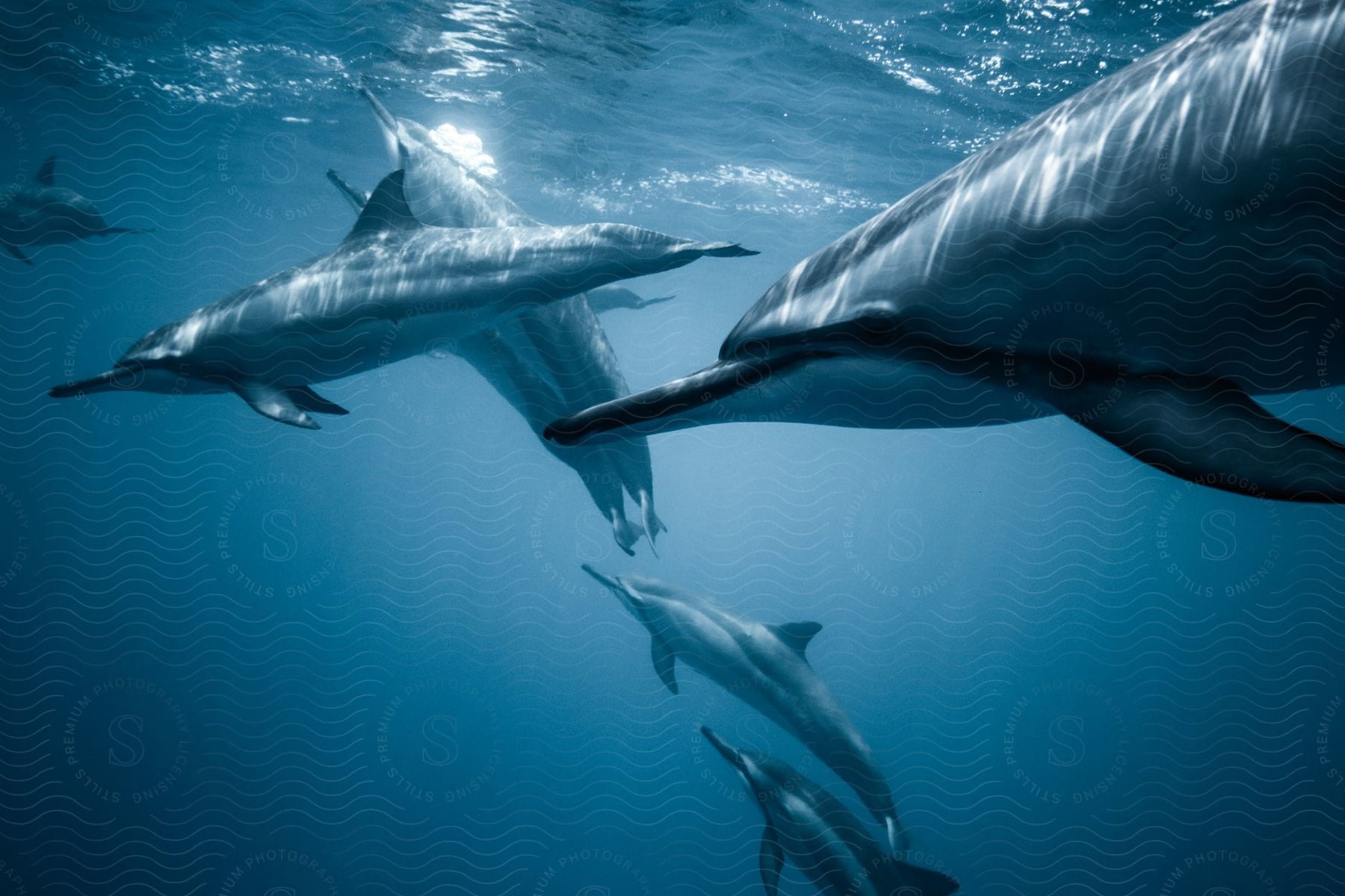 Several dolphins under the crystal clear water close to the surface