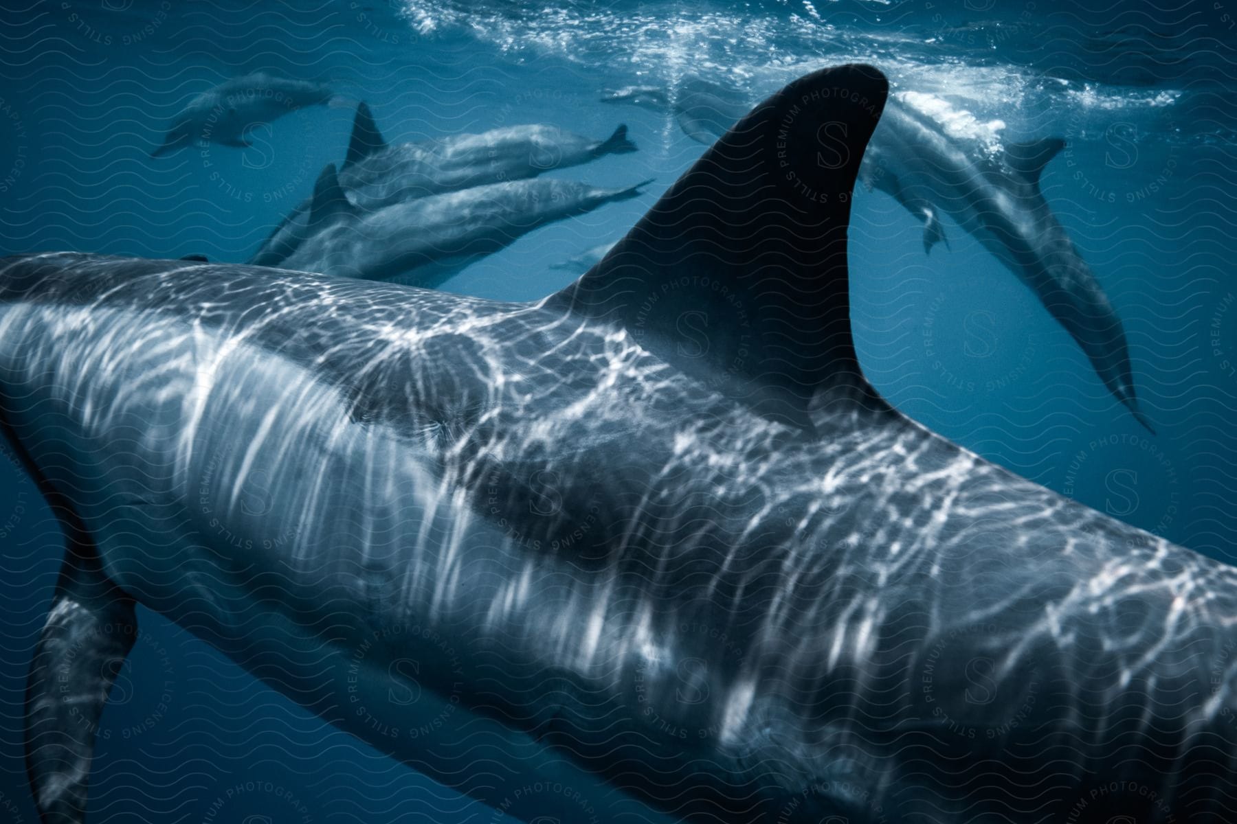 group of sharks are swimming under the ocean water