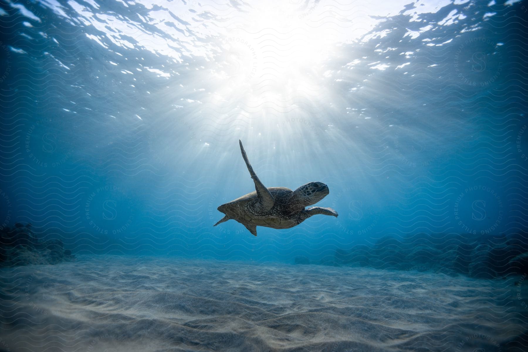 A turtle swimming underwater near the sand at the bottom and there are flares of sunlight coming from the surface