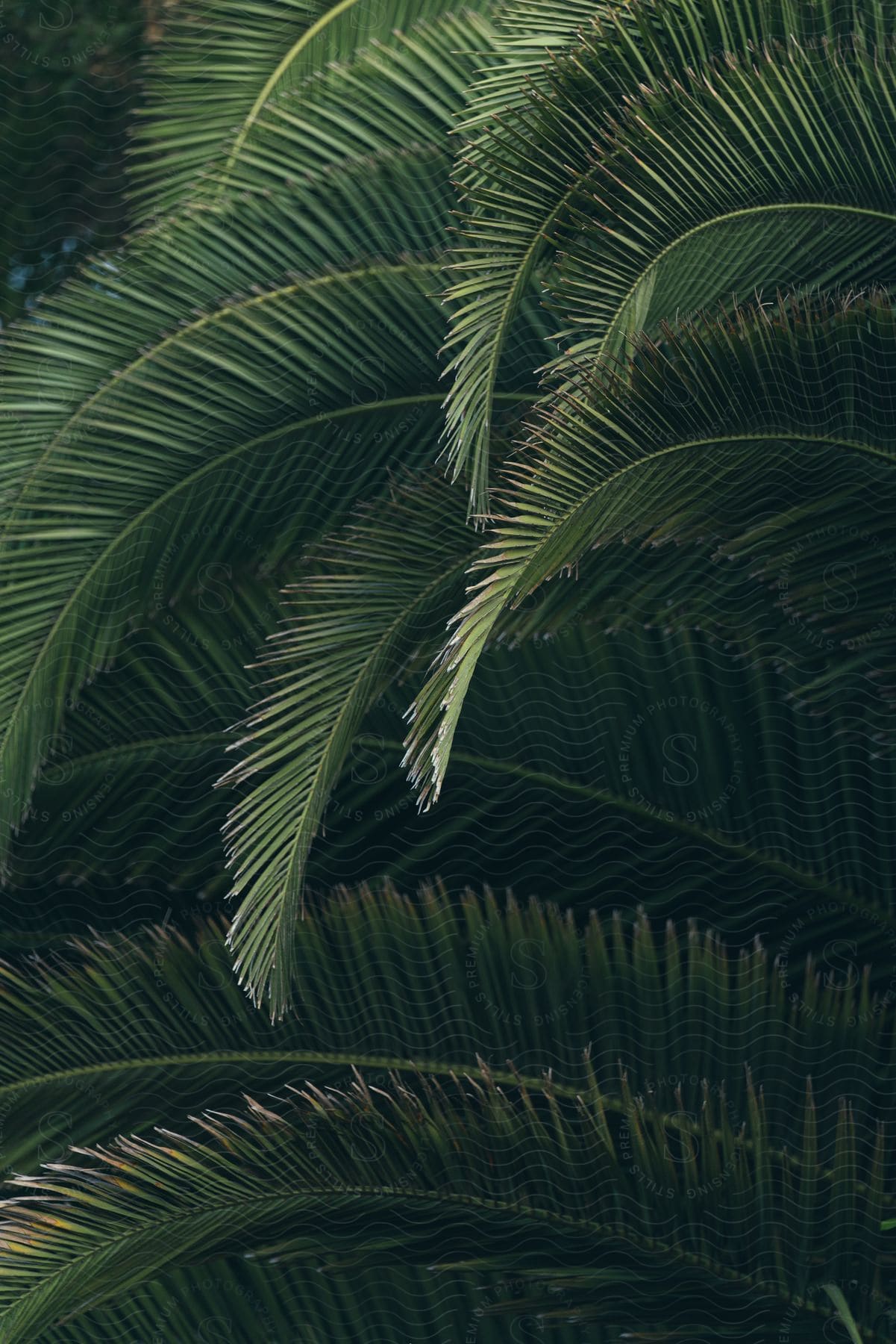 green tropical leaves have sunlight shining down on them