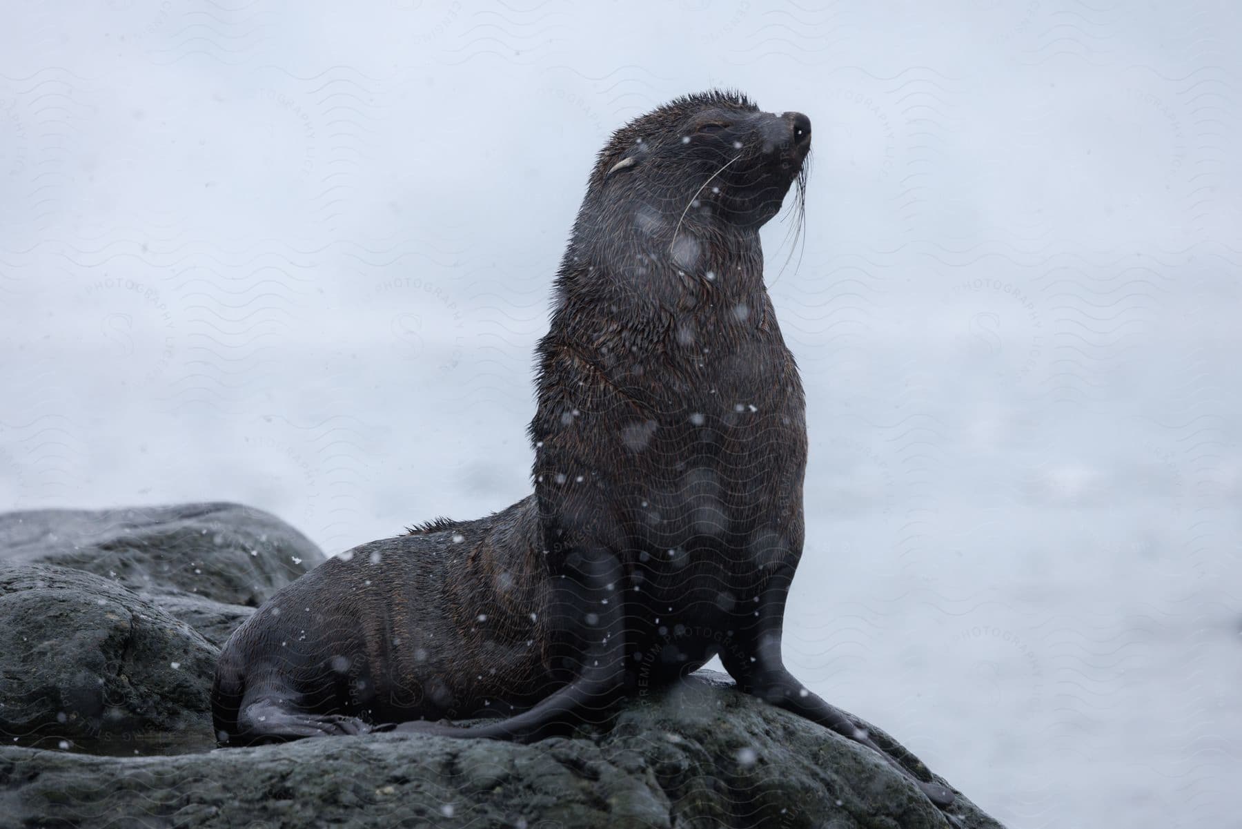 Seal on top of a rock with water droplets and the seaside