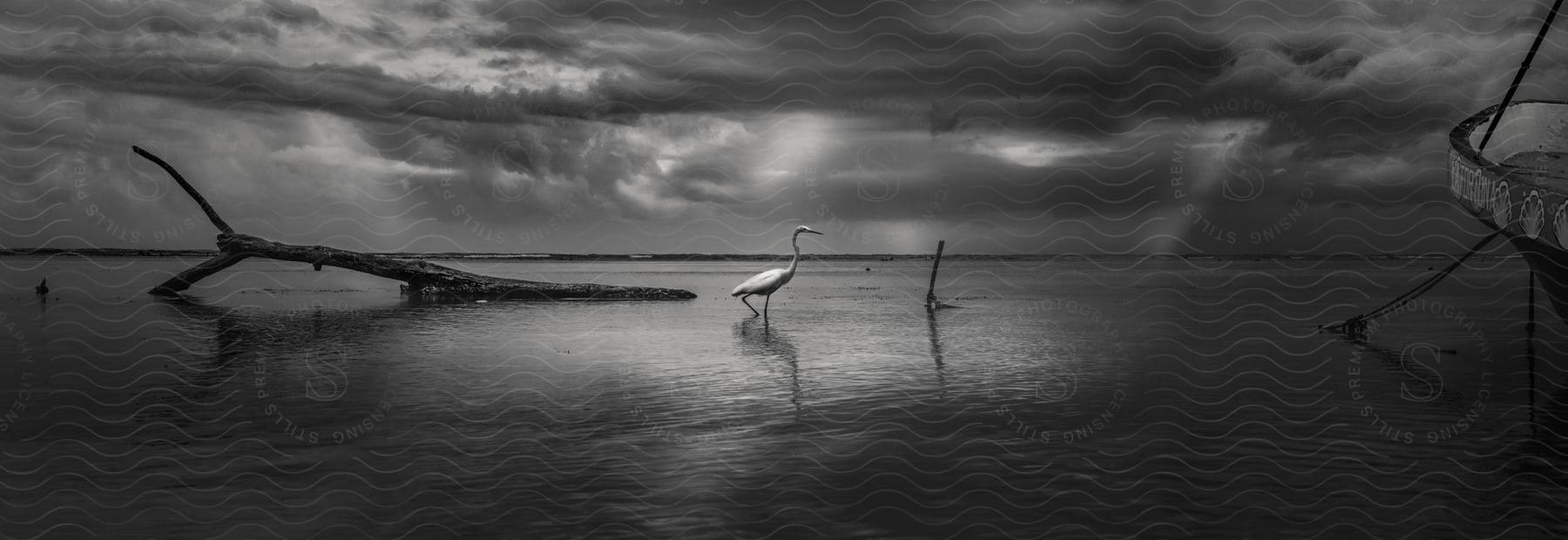 Panorama of a beach with a white bird in the sand and next to driftwood on a cloudy day