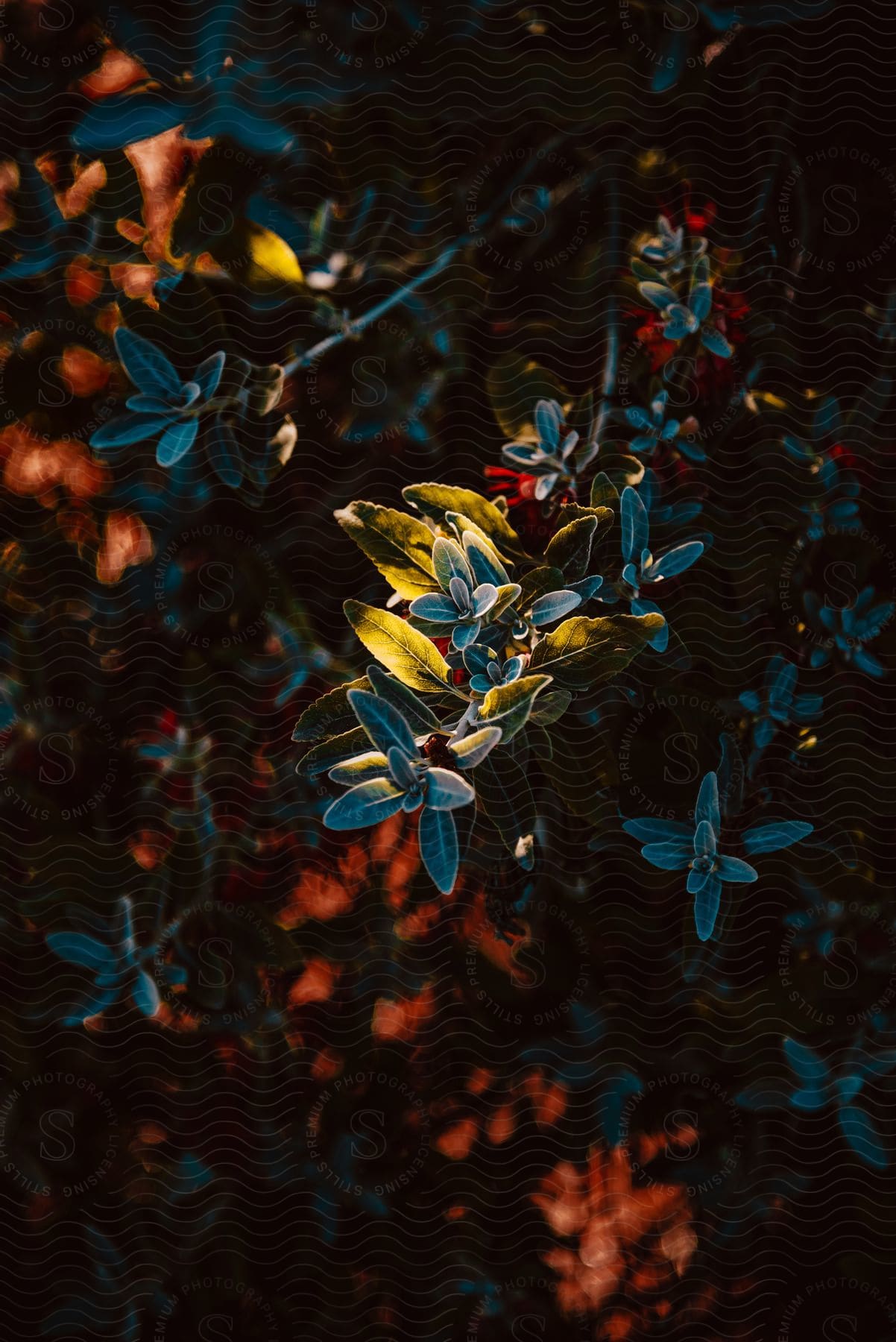 a plant reveals its leaves as the sun set with faint light