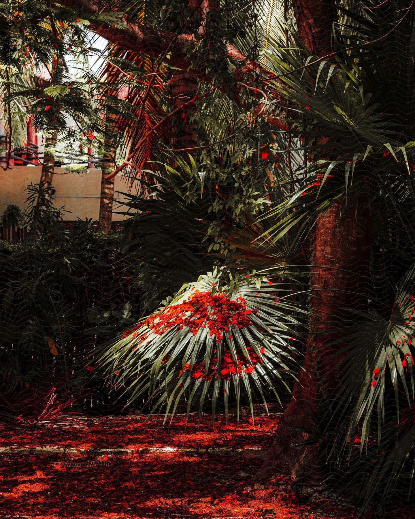 a palm tree with several red leaves scattered on the ground beneath it in a yard